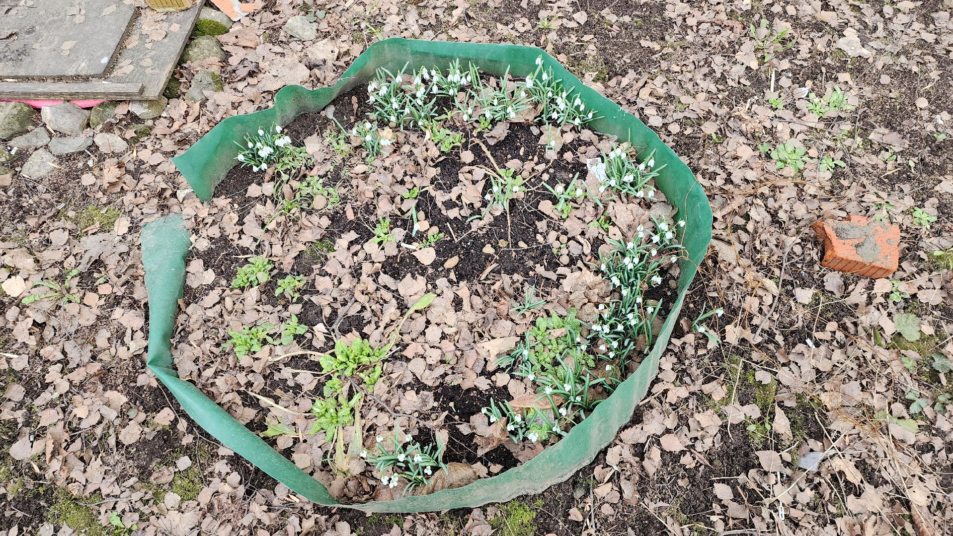 весна, пушкино, подснежники, первоцветы,жители,