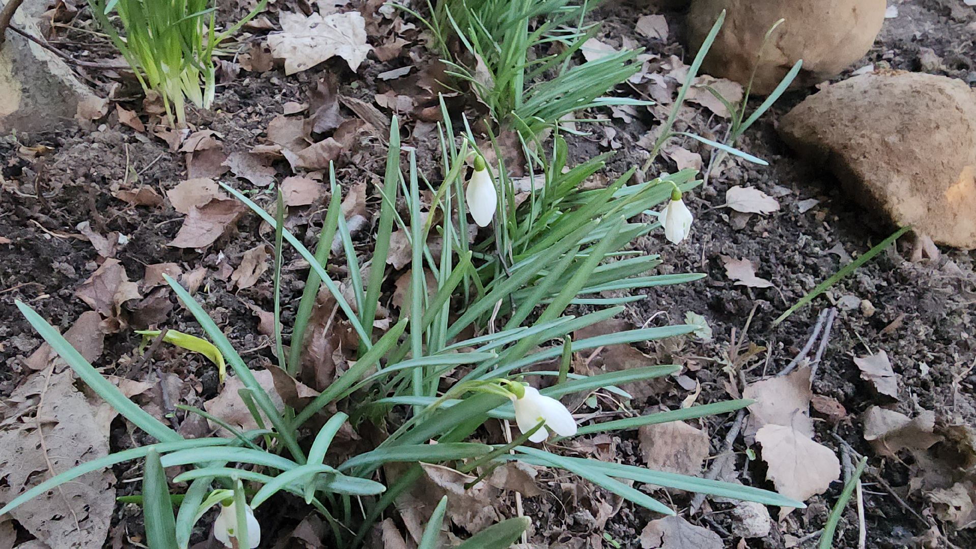 весна, пушкино, подснежники, первоцветы,жители,