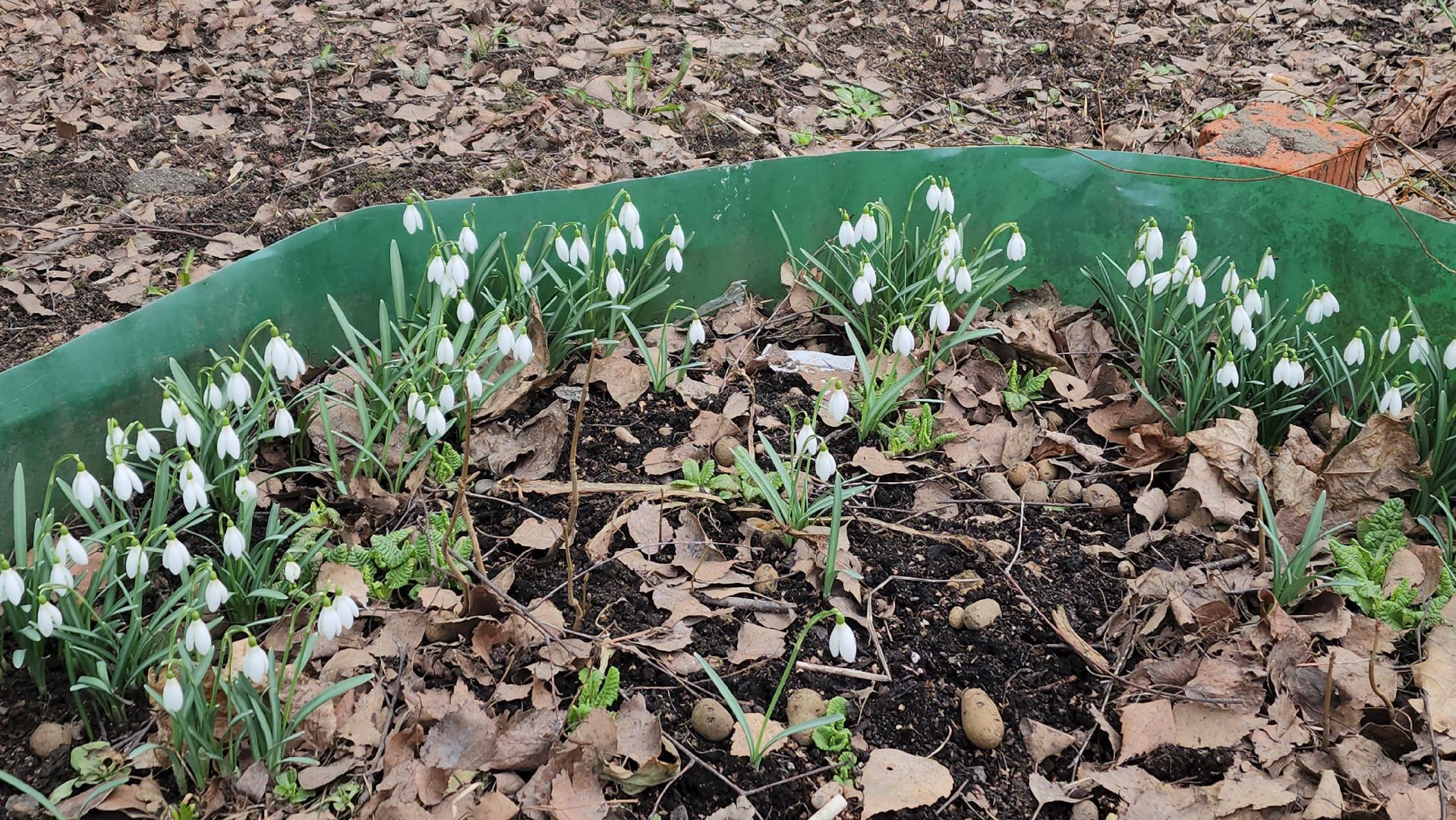 весна, пушкино, подснежники, первоцветы,жители,