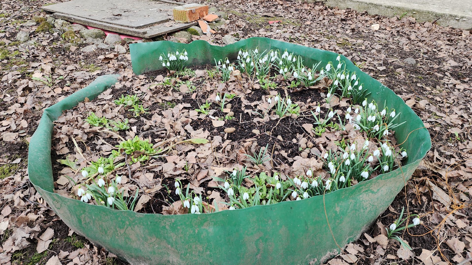 весна, пушкино, подснежники, первоцветы,жители,