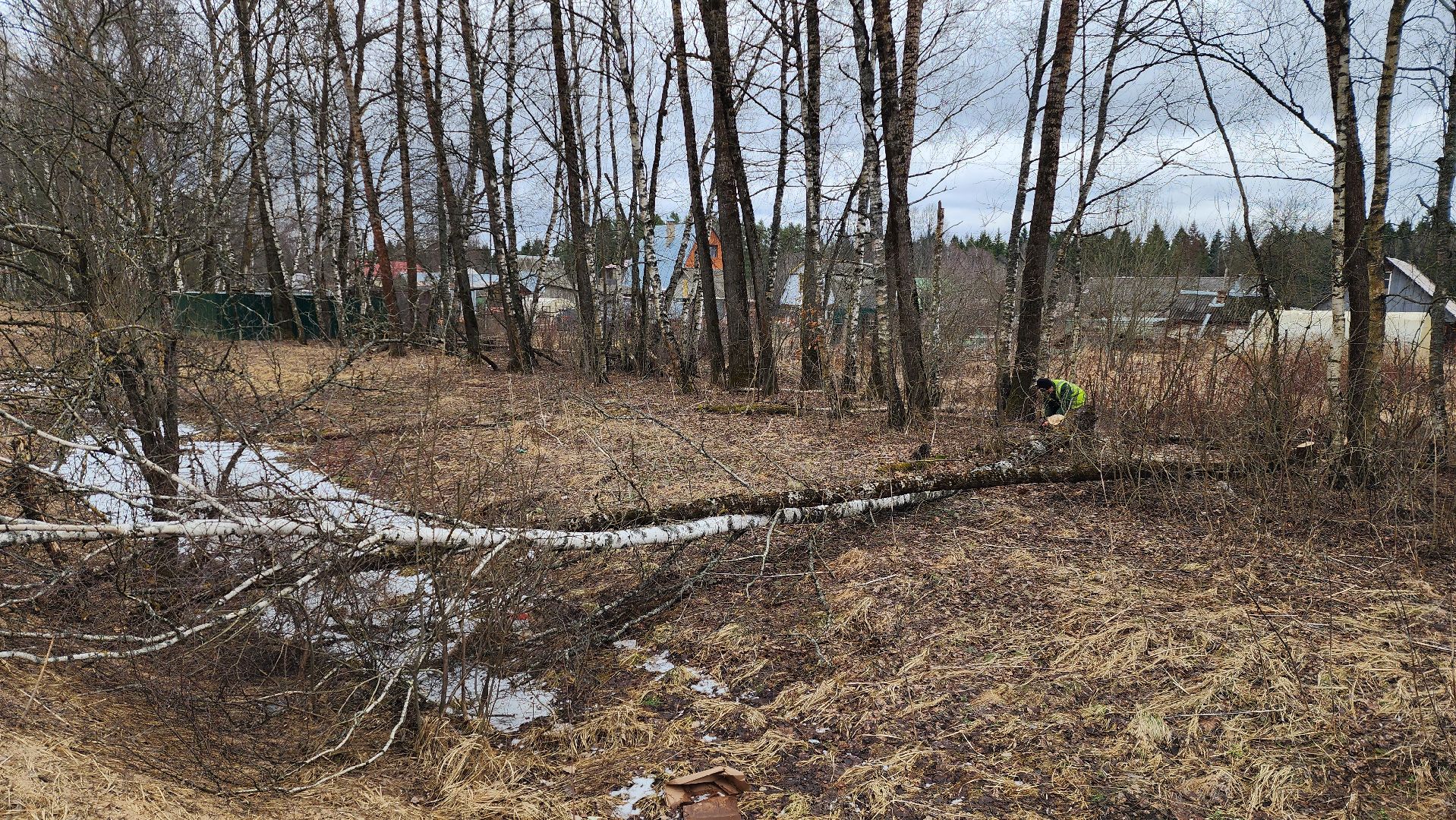 благоустройство, аварийные деревья, истра,