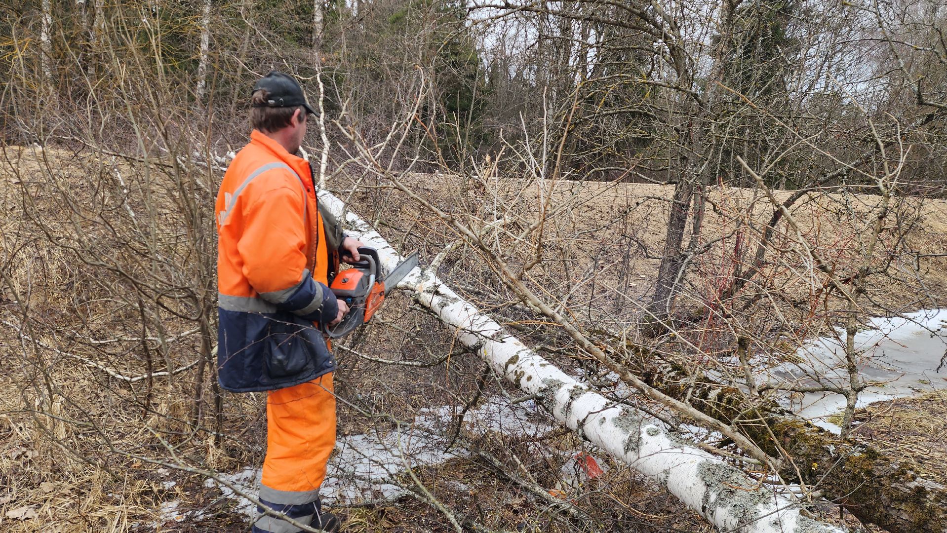 благоустройство, аварийные деревья, истра,