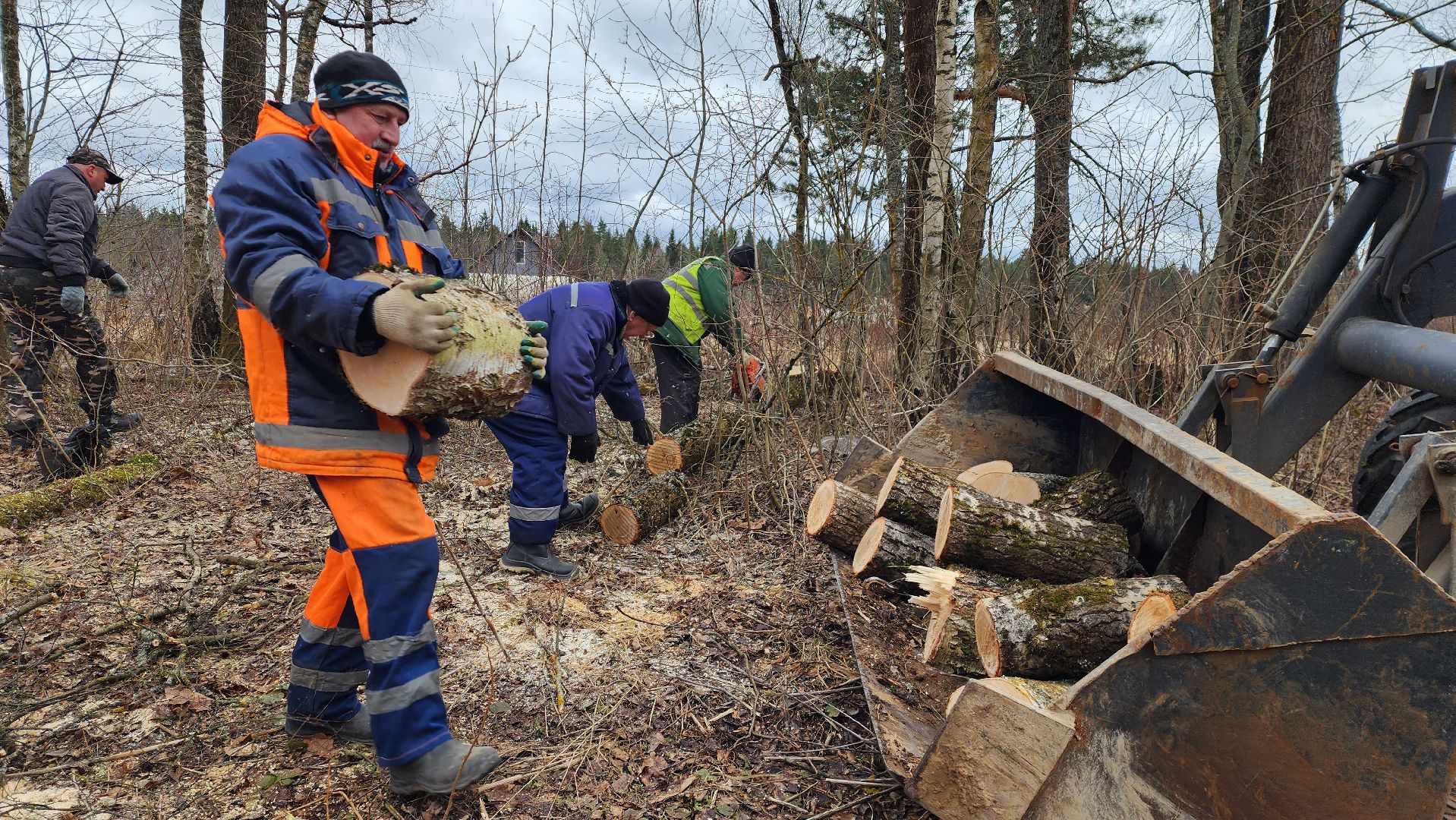 благоустройство, аварийные деревья, истра,