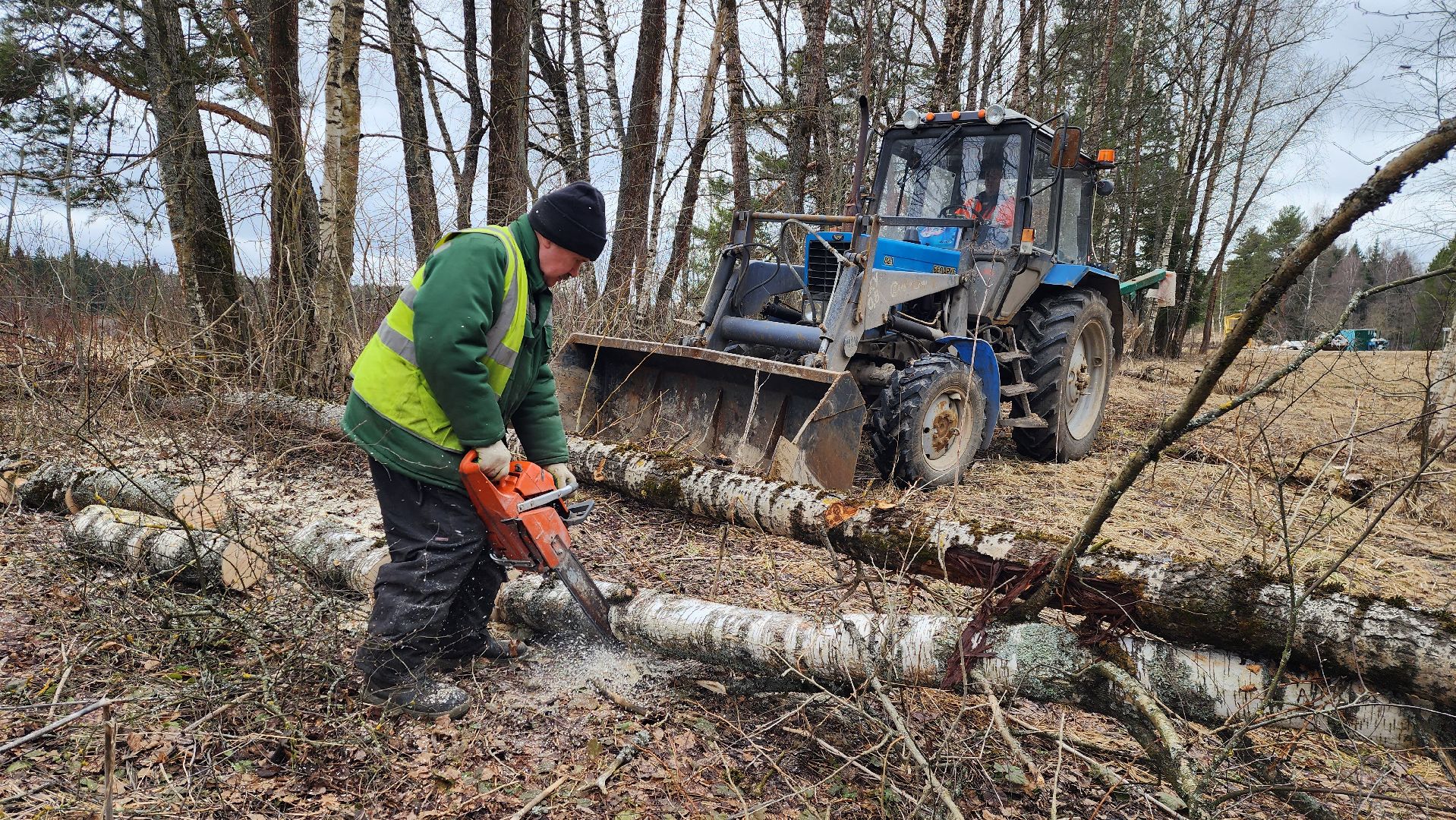 благоустройство, аварийные деревья, истра,