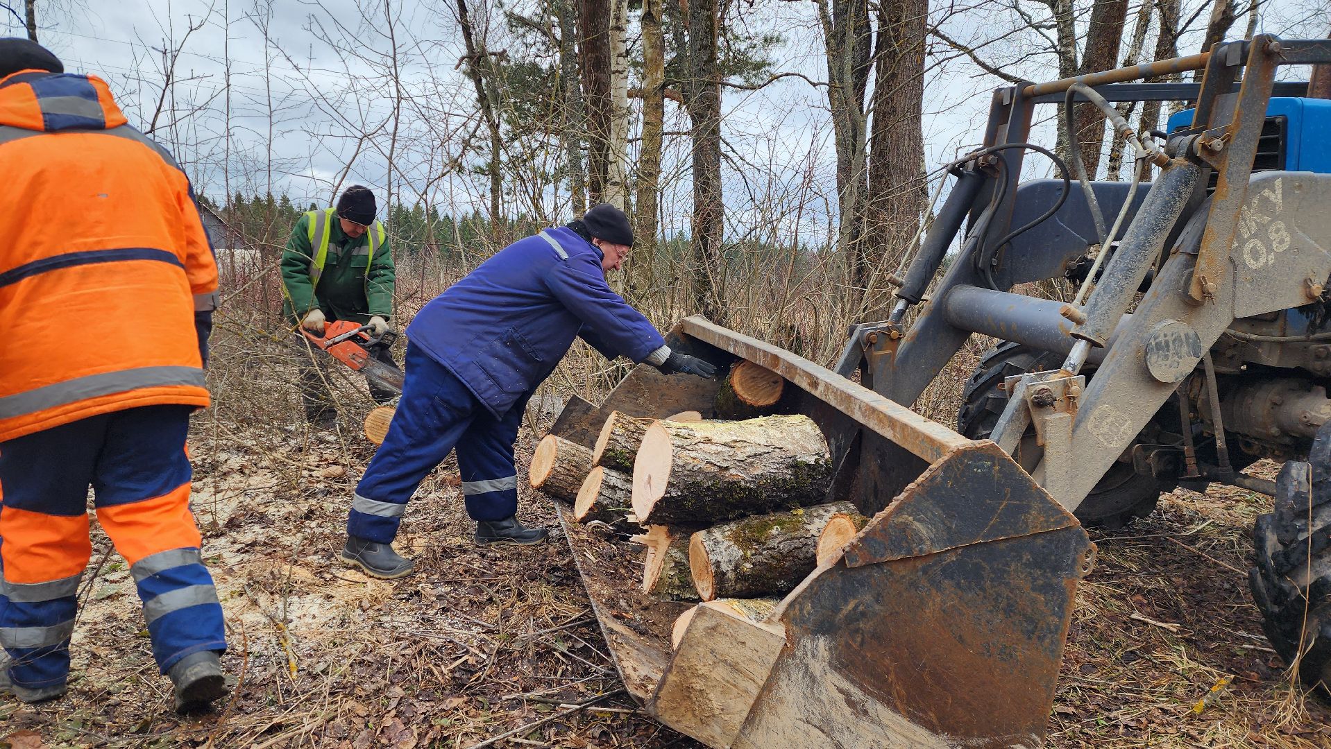 благоустройство, аварийные деревья, истра,