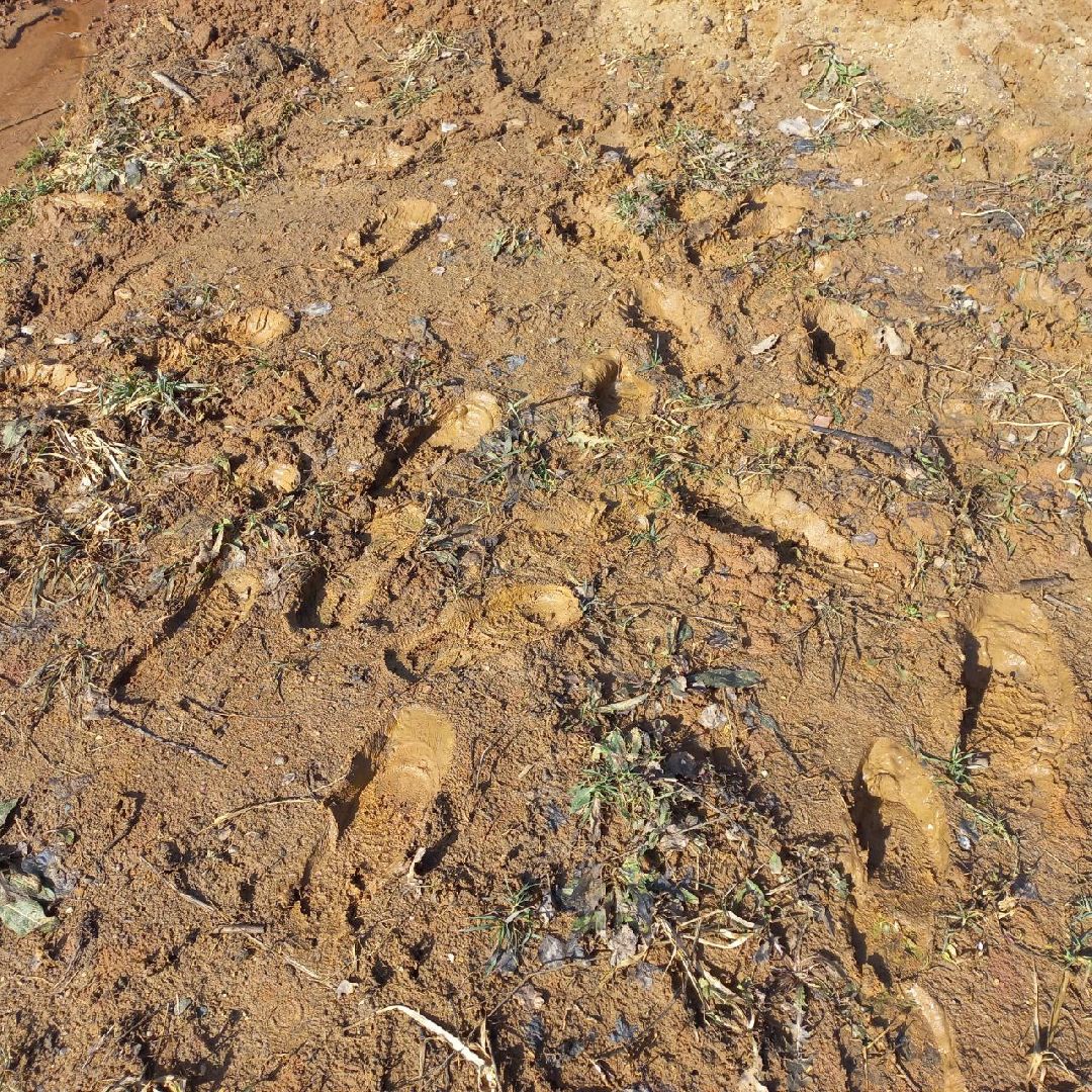 сергиев посад, чарково, многодетные, дороги,