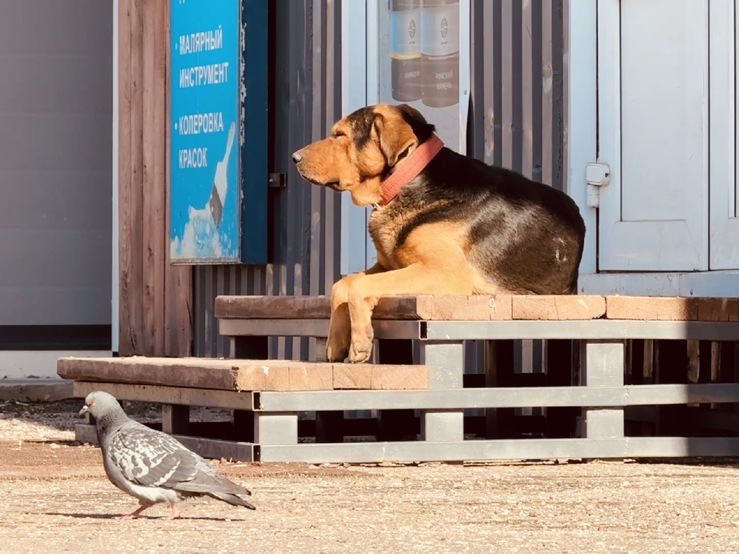 раменское, бешенство, ветеринар, карантин,