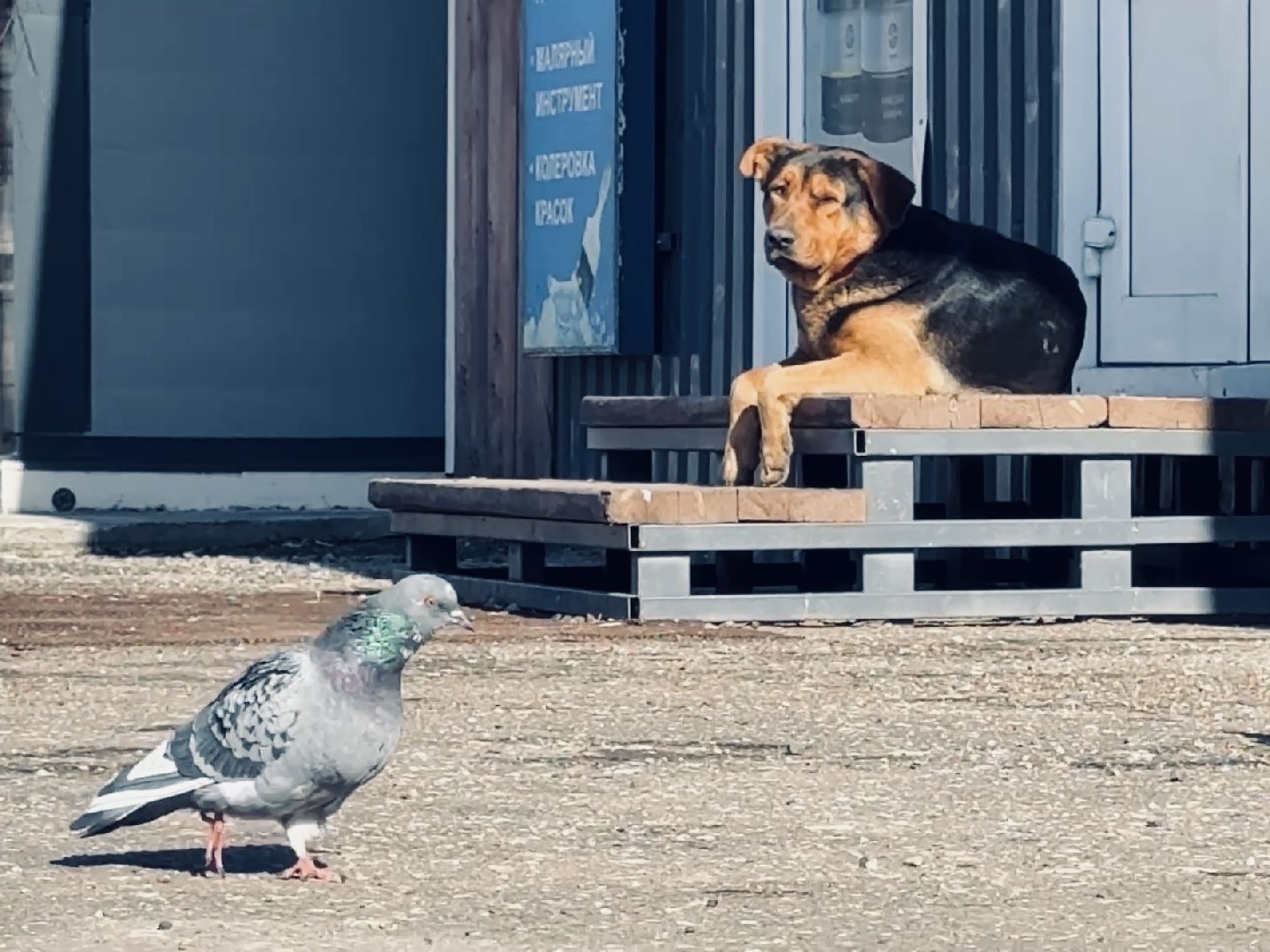 раменское, бешенство, ветеринар, карантин,
