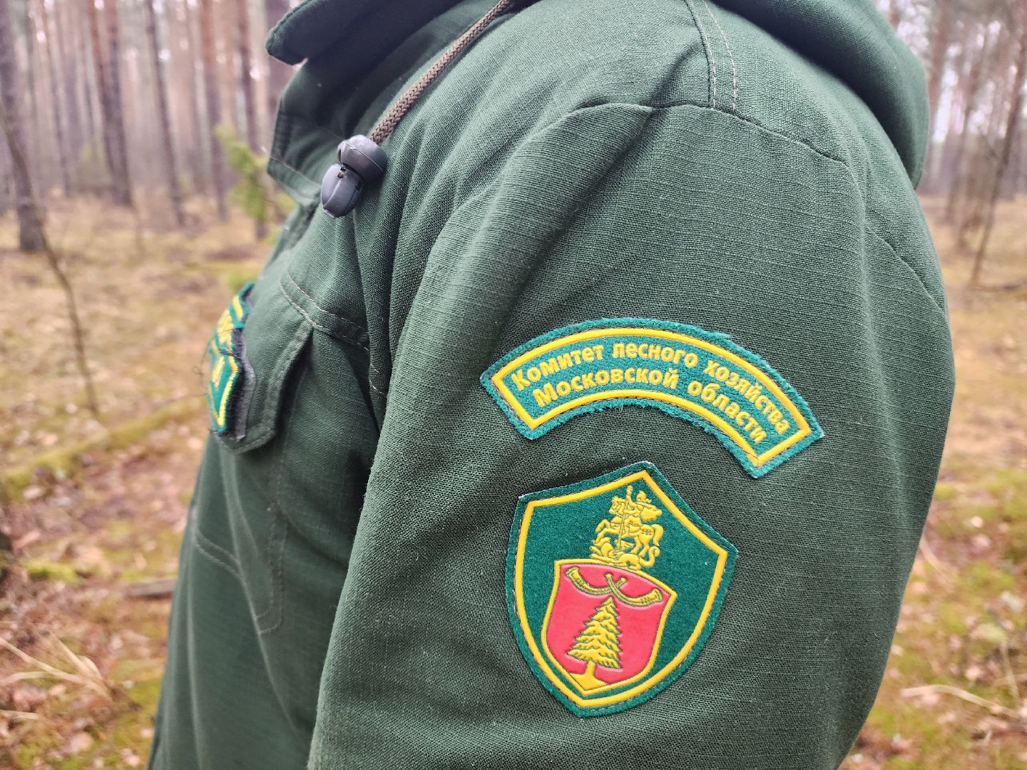 лес, лесники, комитет лесного хозяйства,