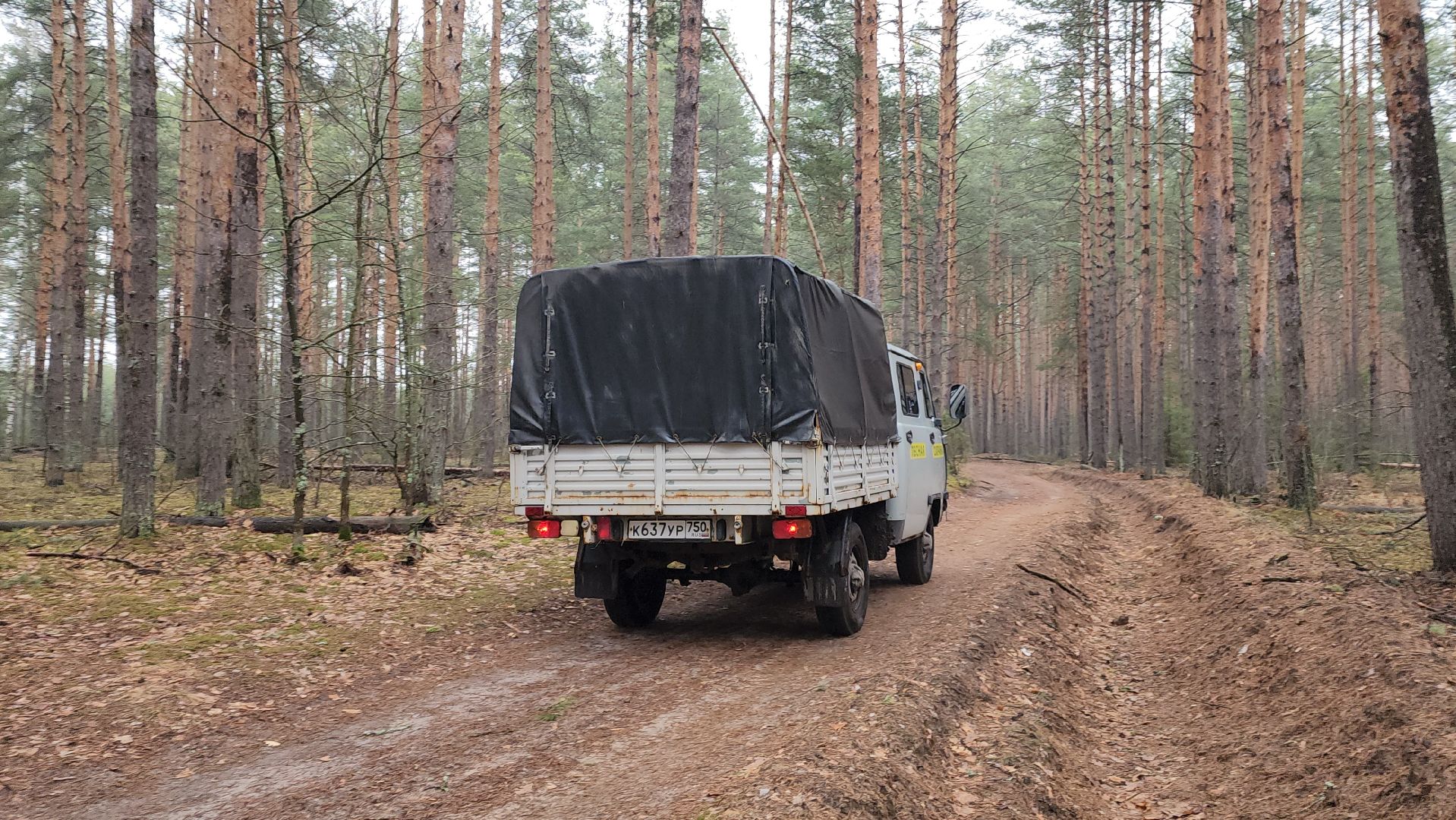 лес, лесники, комитет лесного хозяйства,