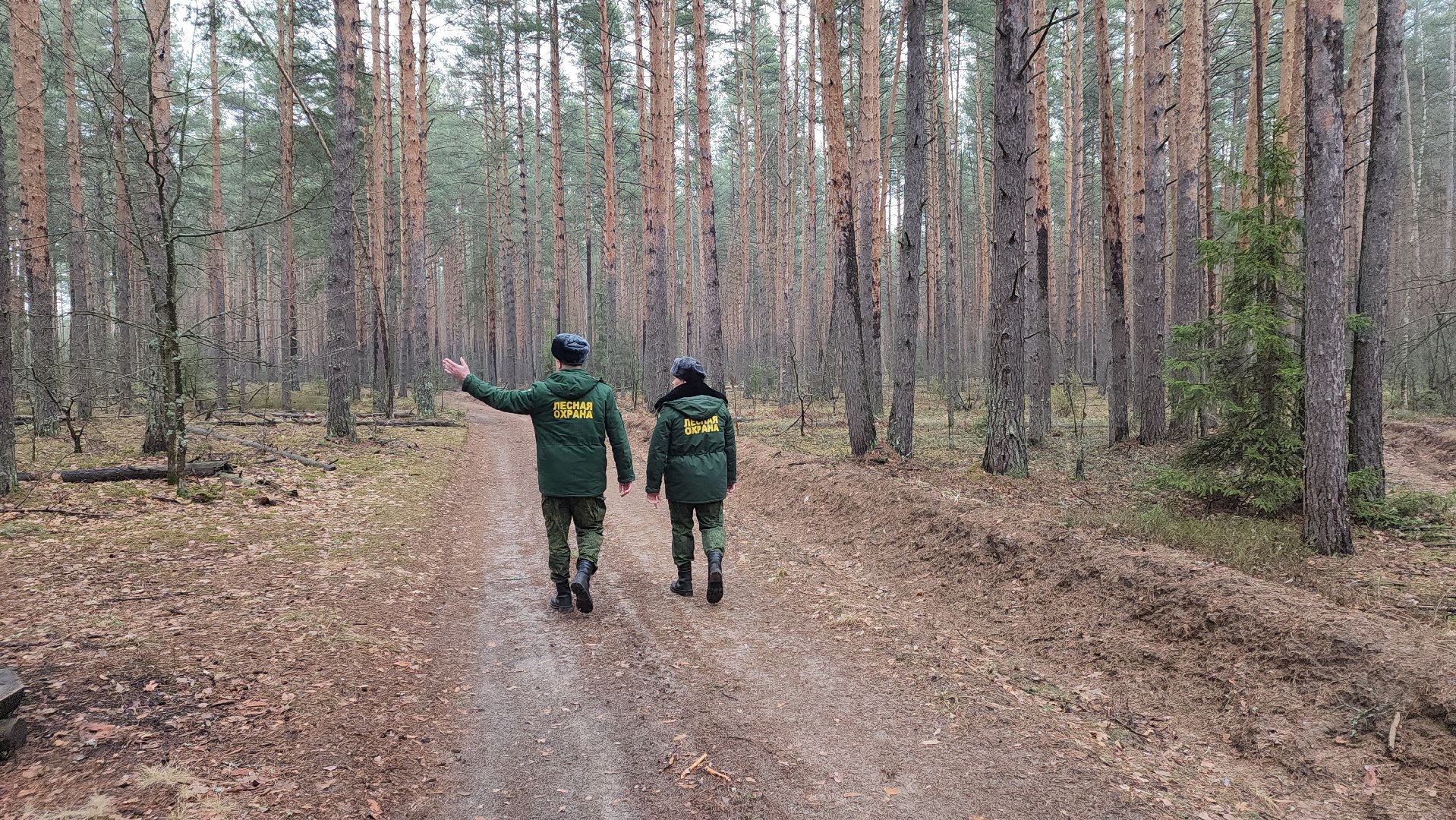 лес, лесники, комитет лесного хозяйства,