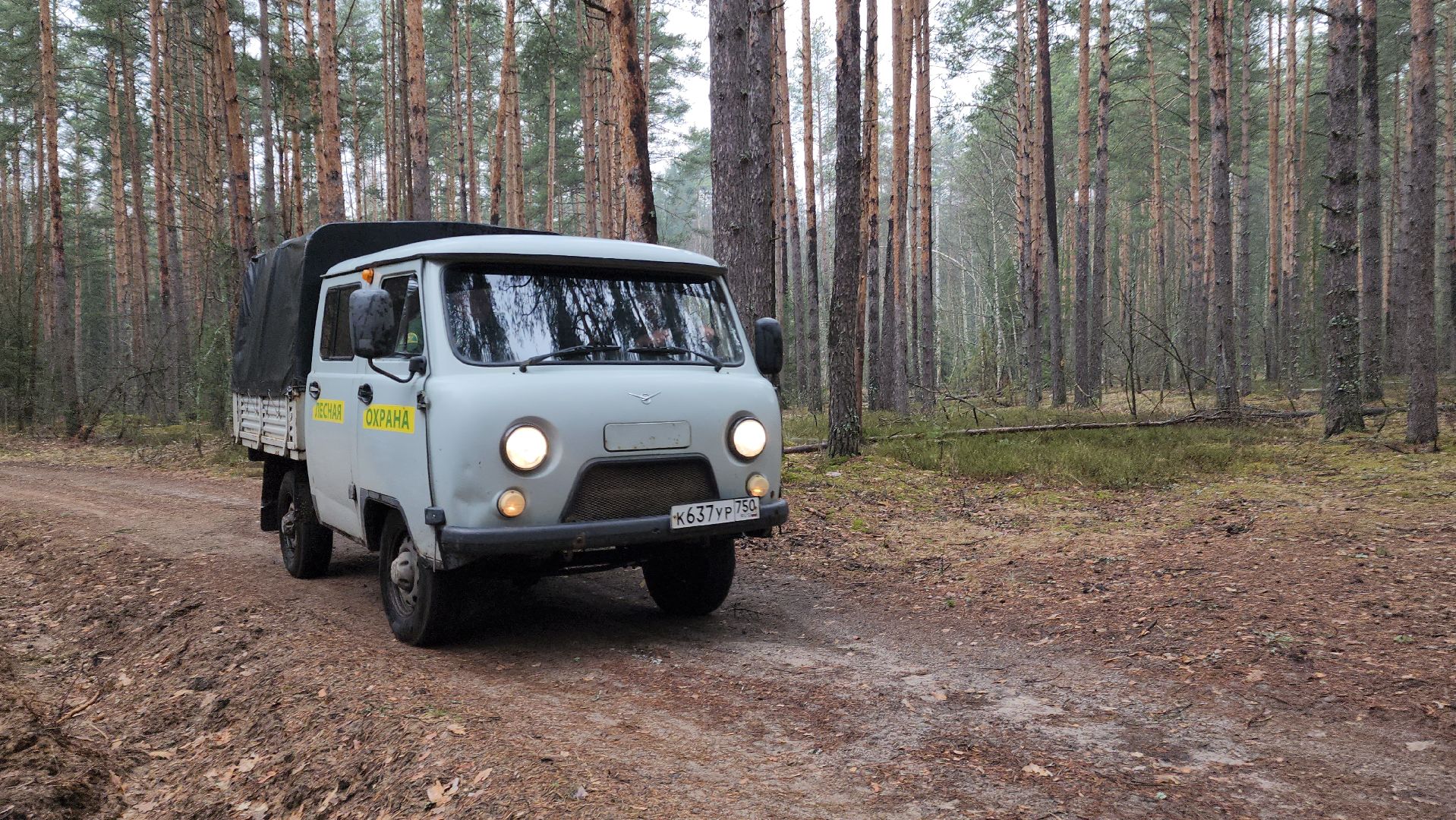 лес, лесники, комитет лесного хозяйства,