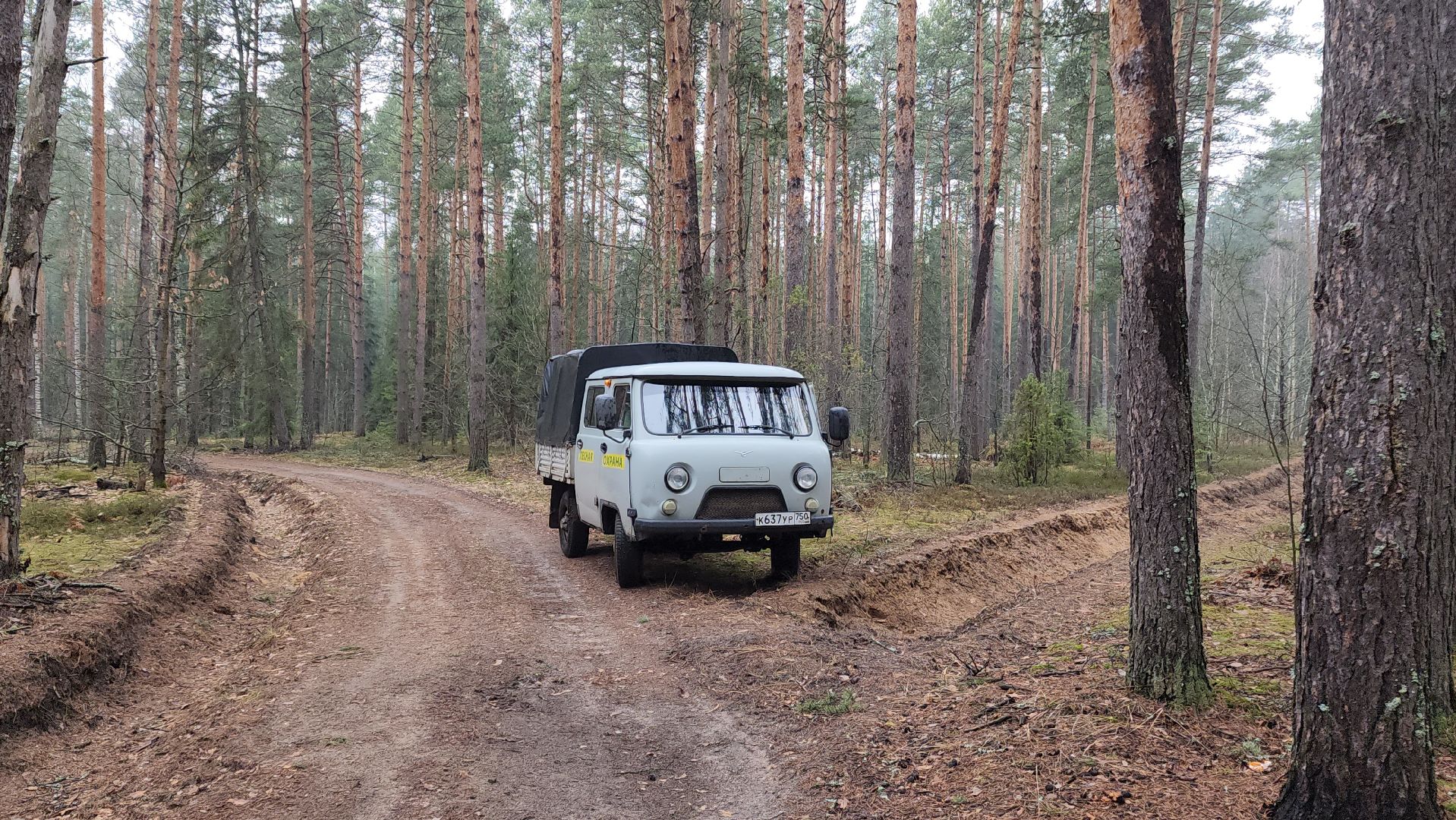 лес, лесники, комитет лесного хозяйства,