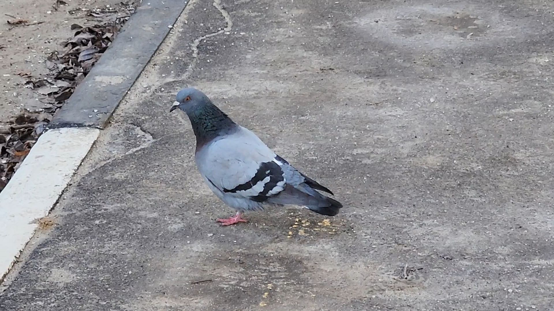 Бронницы, проверка автобусов, проверка автобусов мострансавто, Маршрут 5 Бронницы,