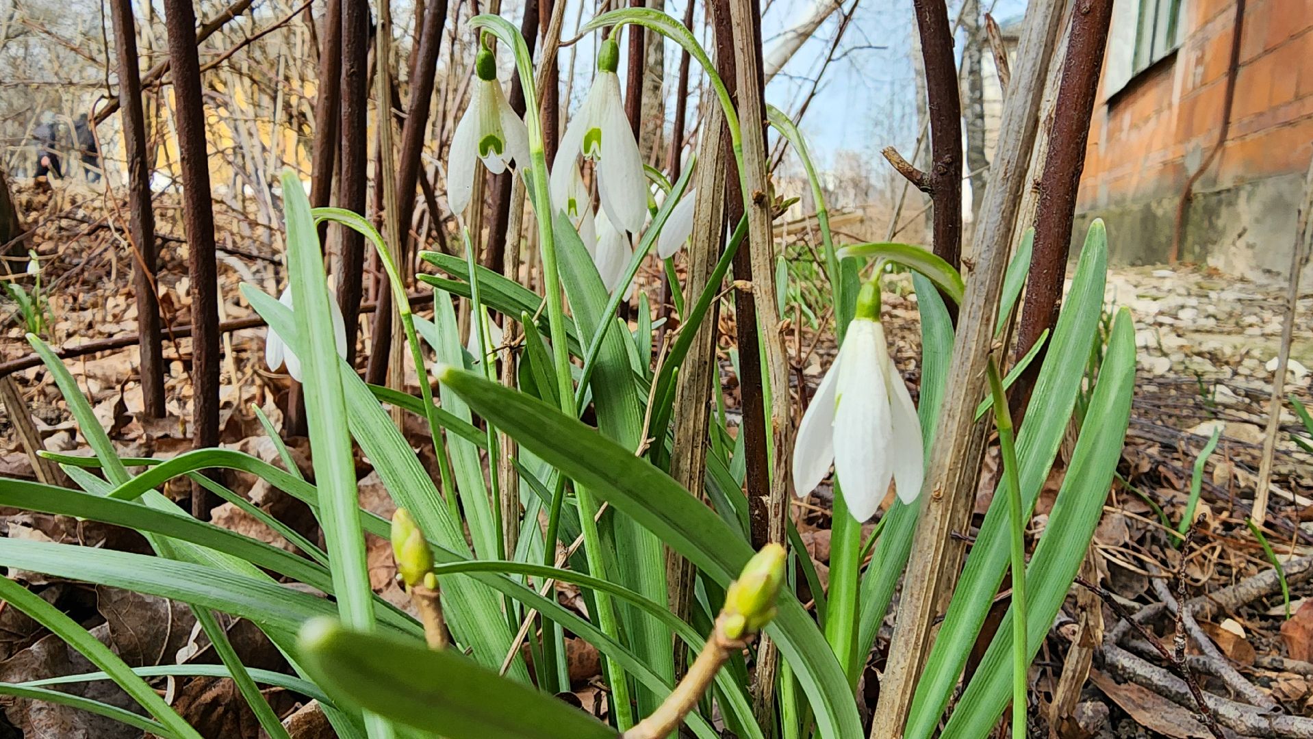первоцветы, подснежники, весенние цветы, Старая Купавна, Богородский городской округ,
