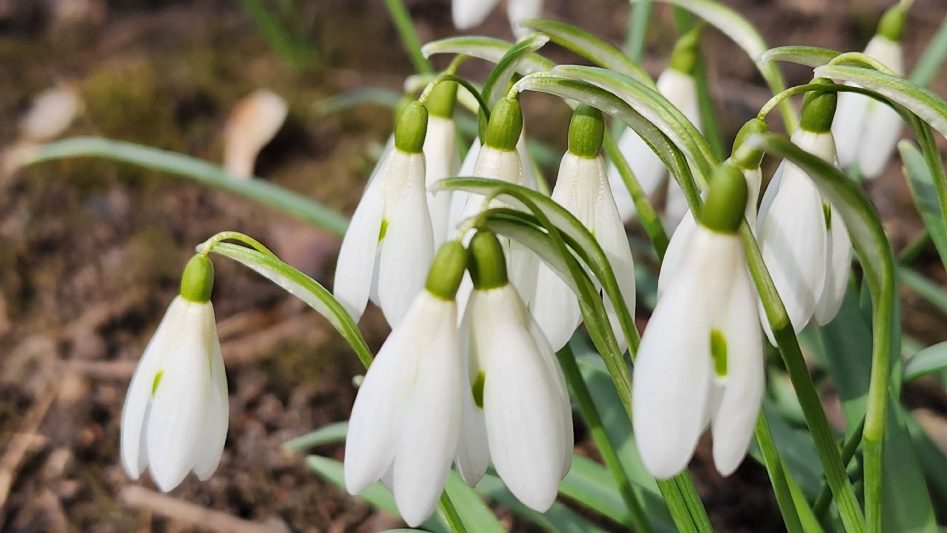 первоцветы, подснежники, весенние цветы, Старая Купавна, Богородский городской округ,