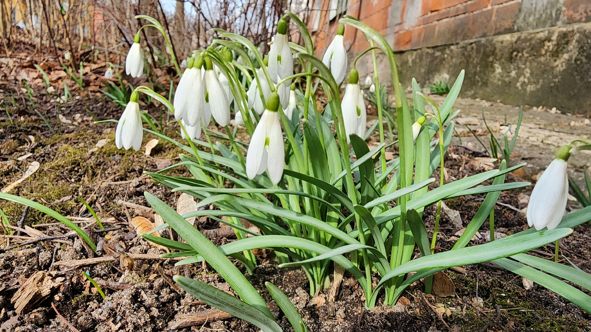 первоцветы, подснежники, весенние цветы, Старая Купавна, Богородский городской округ,