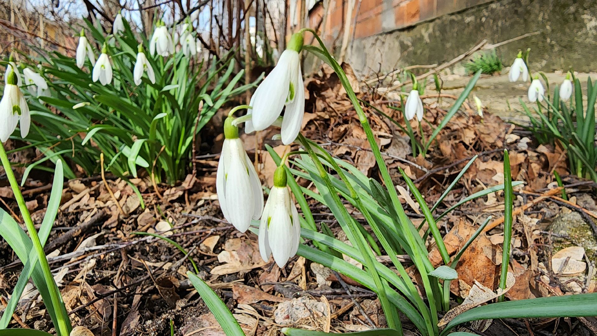 первоцветы, подснежники, весенние цветы, Старая Купавна, Богородский городской округ,