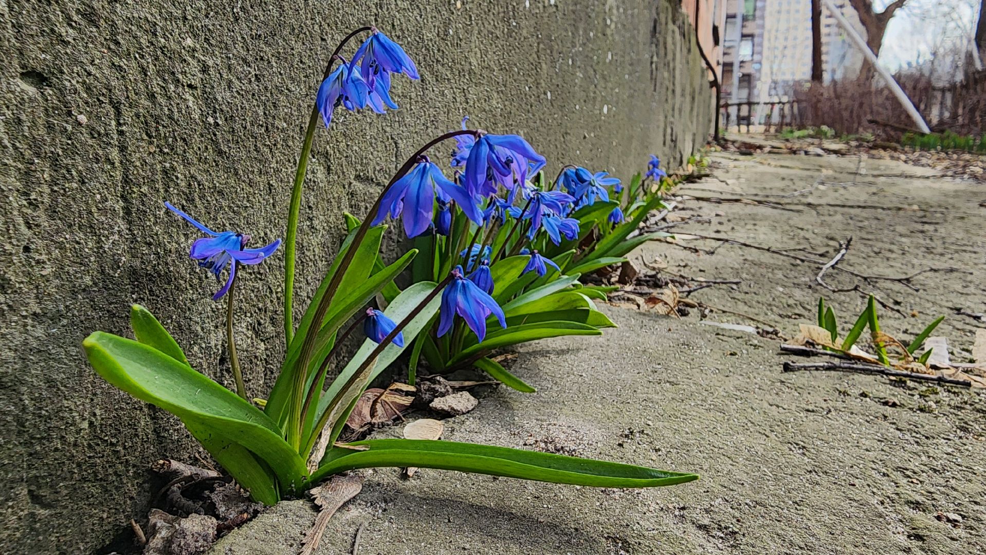 первоцветы, подснежники, весенние цветы, Старая Купавна, Богородский городской округ,