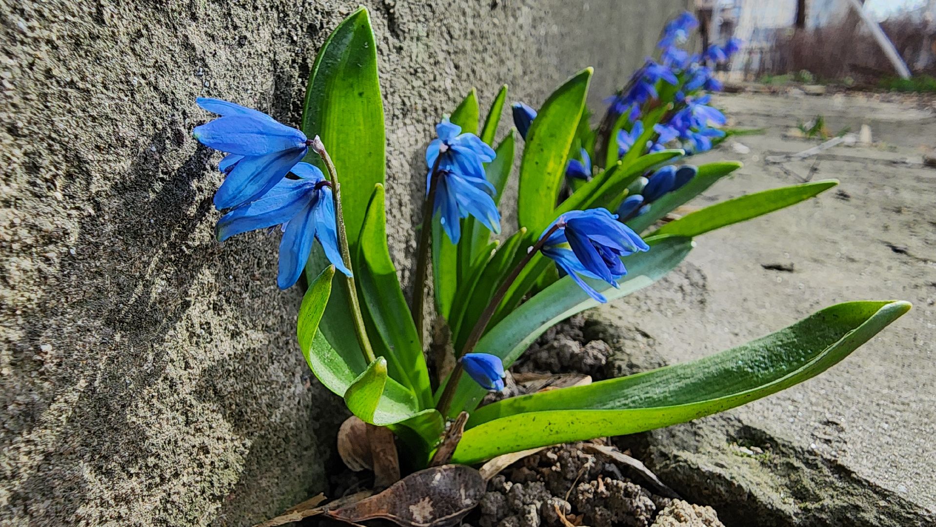 первоцветы, подснежники, весенние цветы, Старая Купавна, Богородский городской округ,