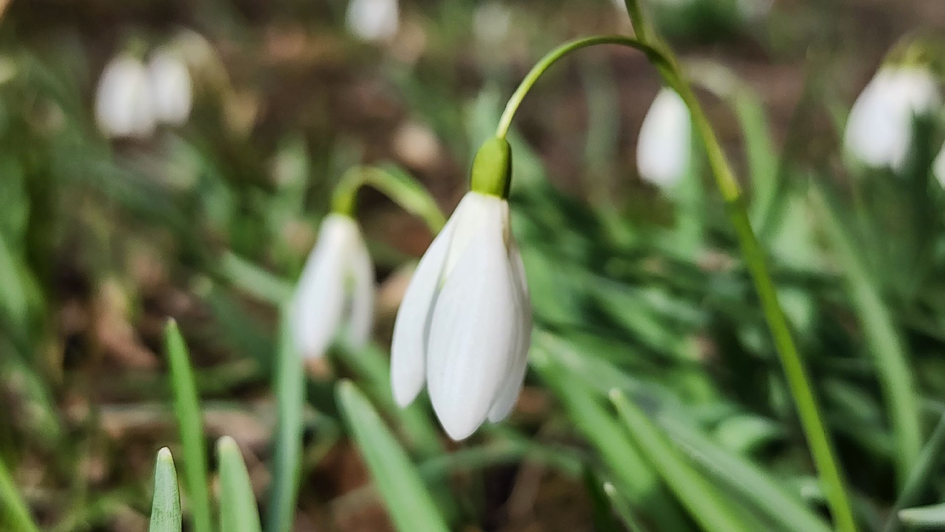 первоцветы, подснежники, весенние цветы, Старая Купавна, Богородский городской округ,