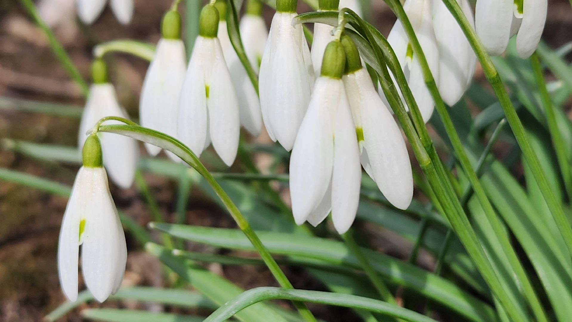 первоцветы, подснежники, весенние цветы, Старая Купавна, Богородский городской округ,