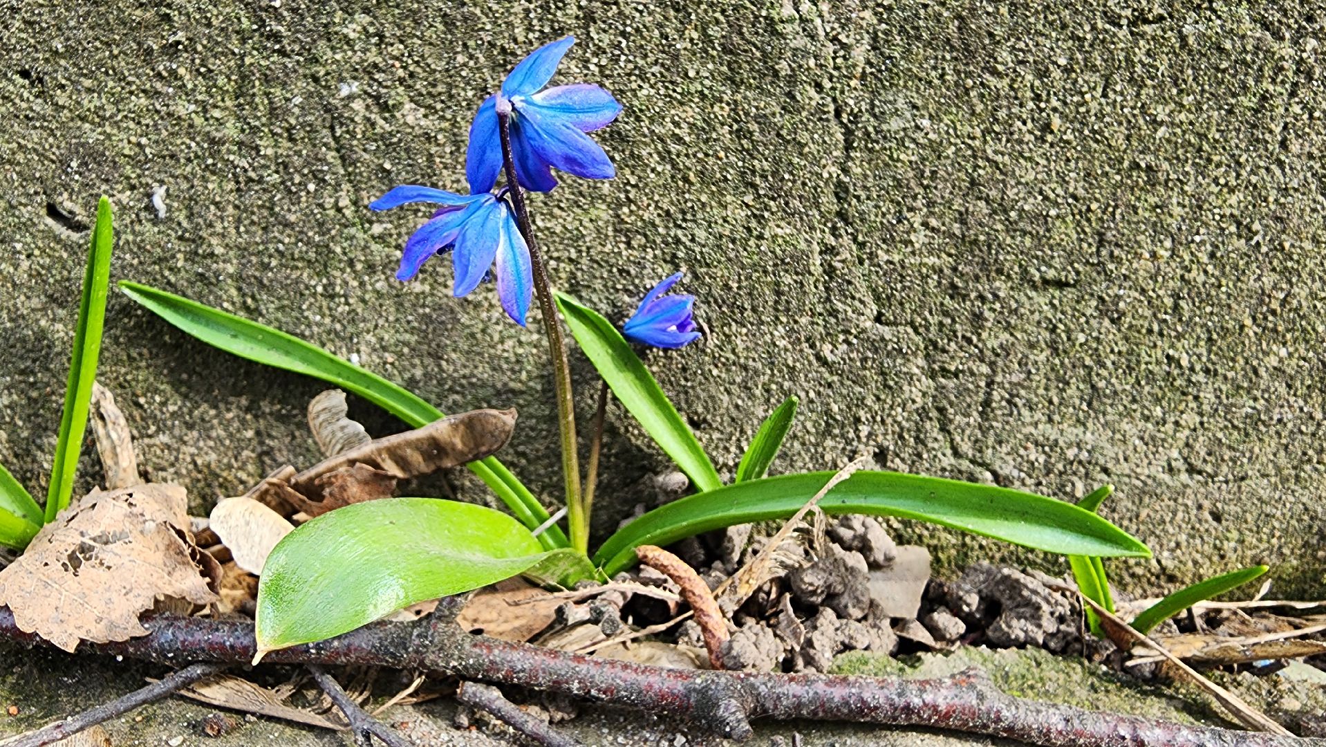 первоцветы, подснежники, весенние цветы, Старая Купавна, Богородский городской округ,