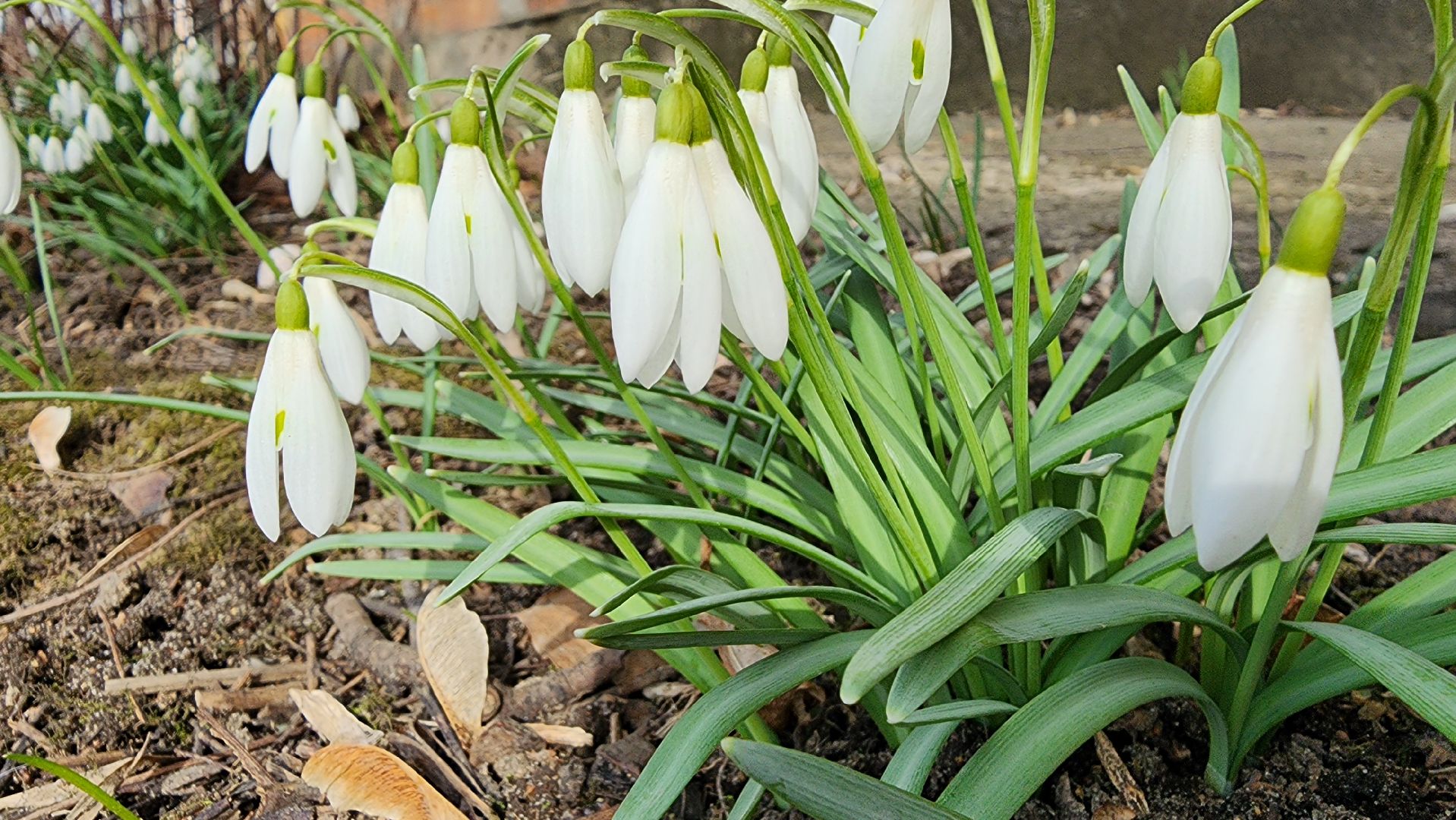 первоцветы, подснежники, весенние цветы, Старая Купавна, Богородский городской округ,