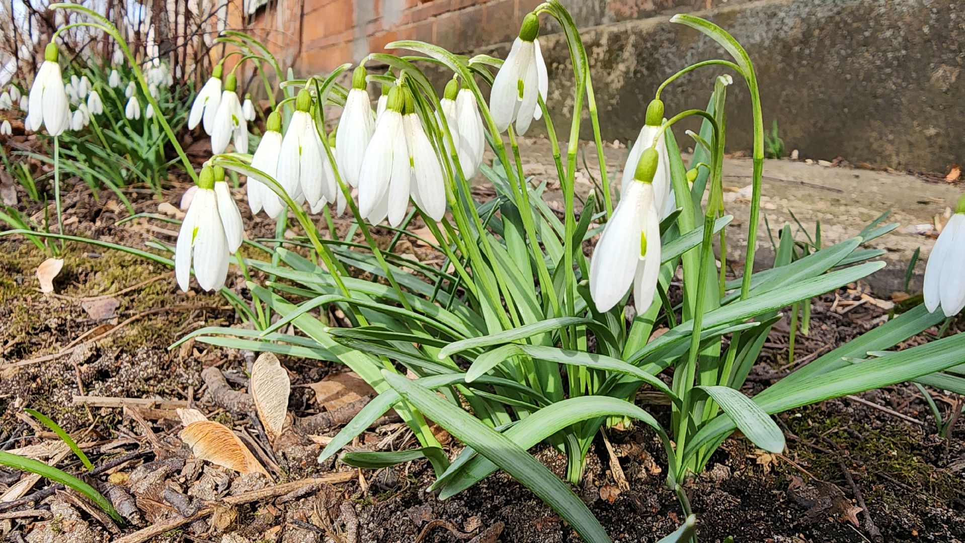 первоцветы, подснежники, весенние цветы, Старая Купавна, Богородский городской округ,