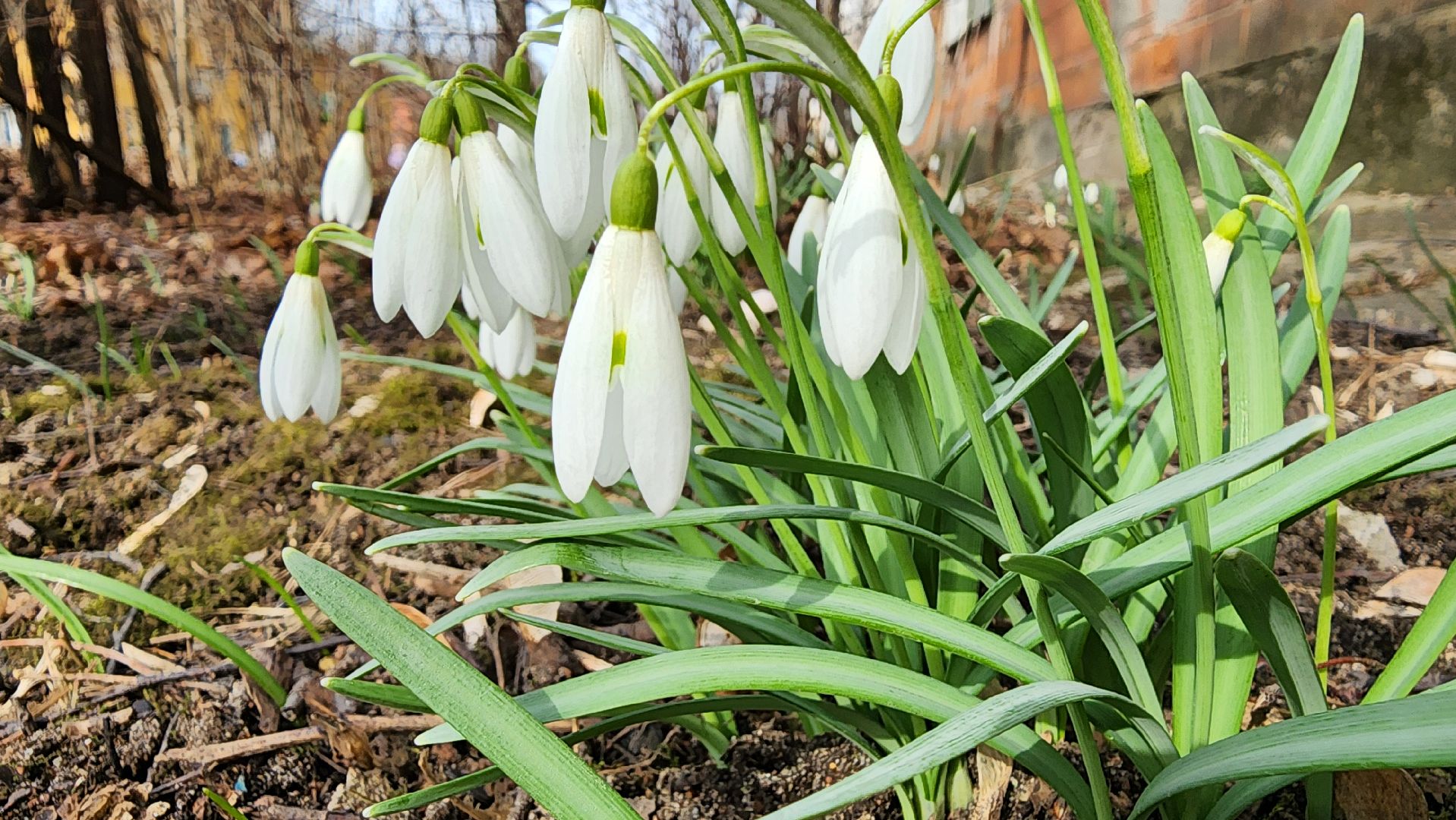 первоцветы, подснежники, весенние цветы, Старая Купавна, Богородский городской округ,