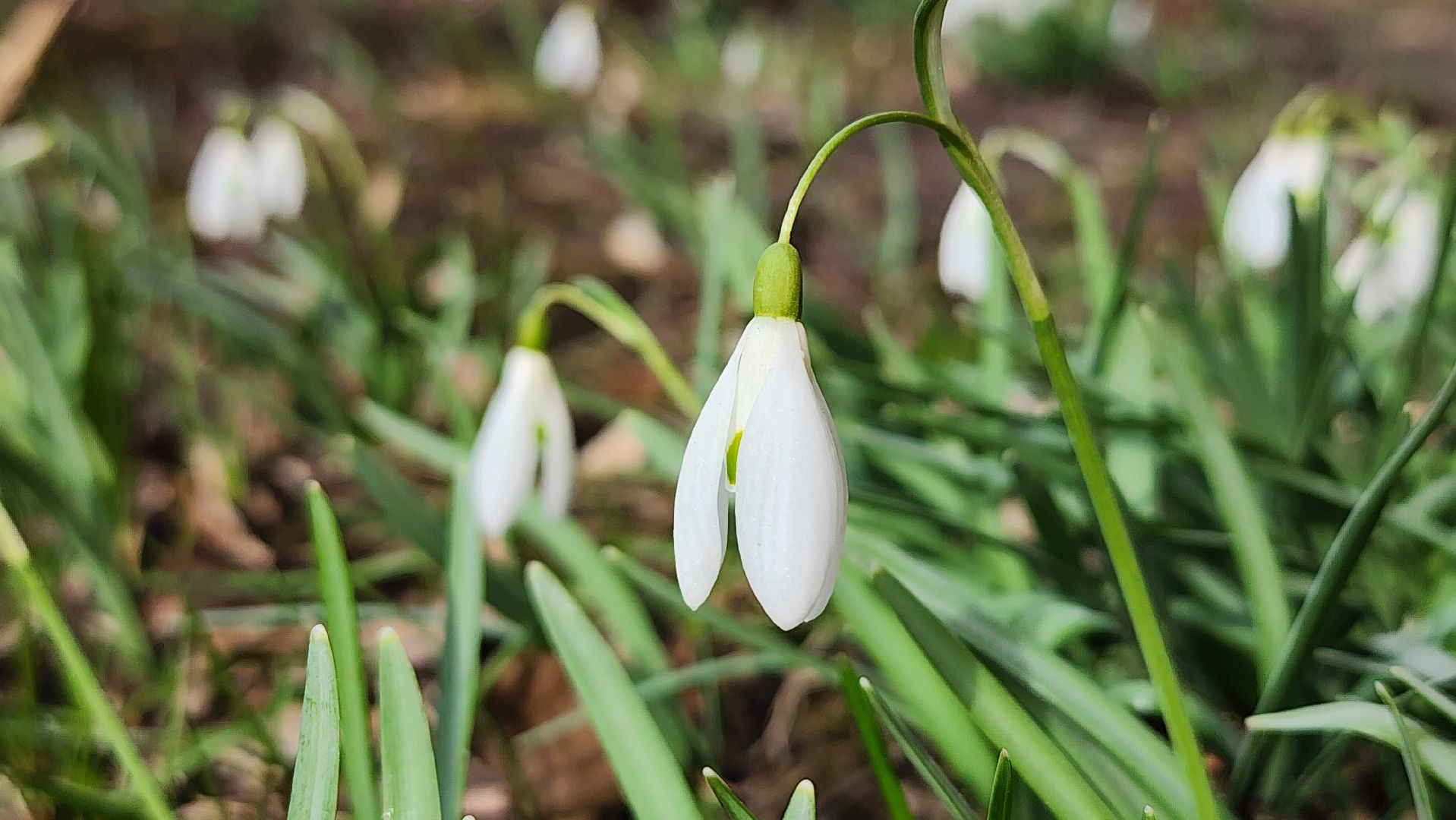 первоцветы, подснежники, весенние цветы, Старая Купавна, Богородский городской округ,