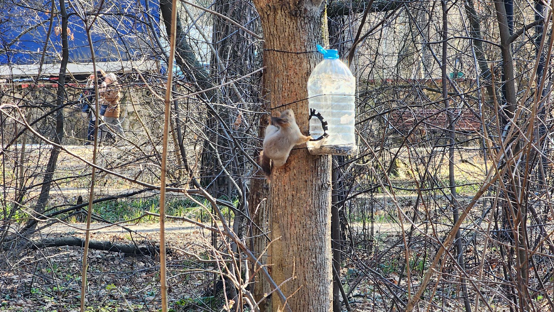протвино, комбинат благоустройства, лес за тц слава,