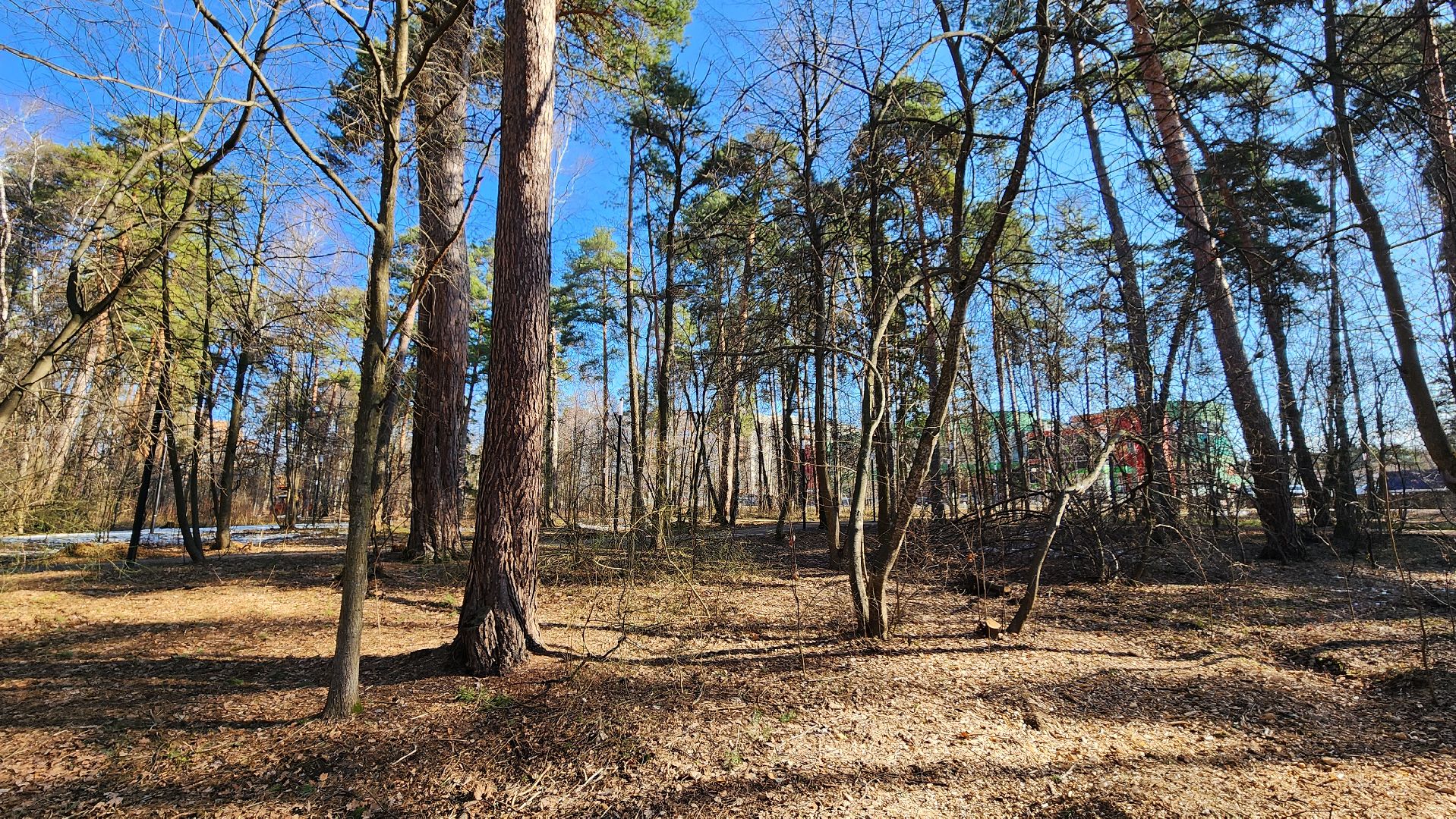 протвино, комбинат благоустройства, лес за тц слава,