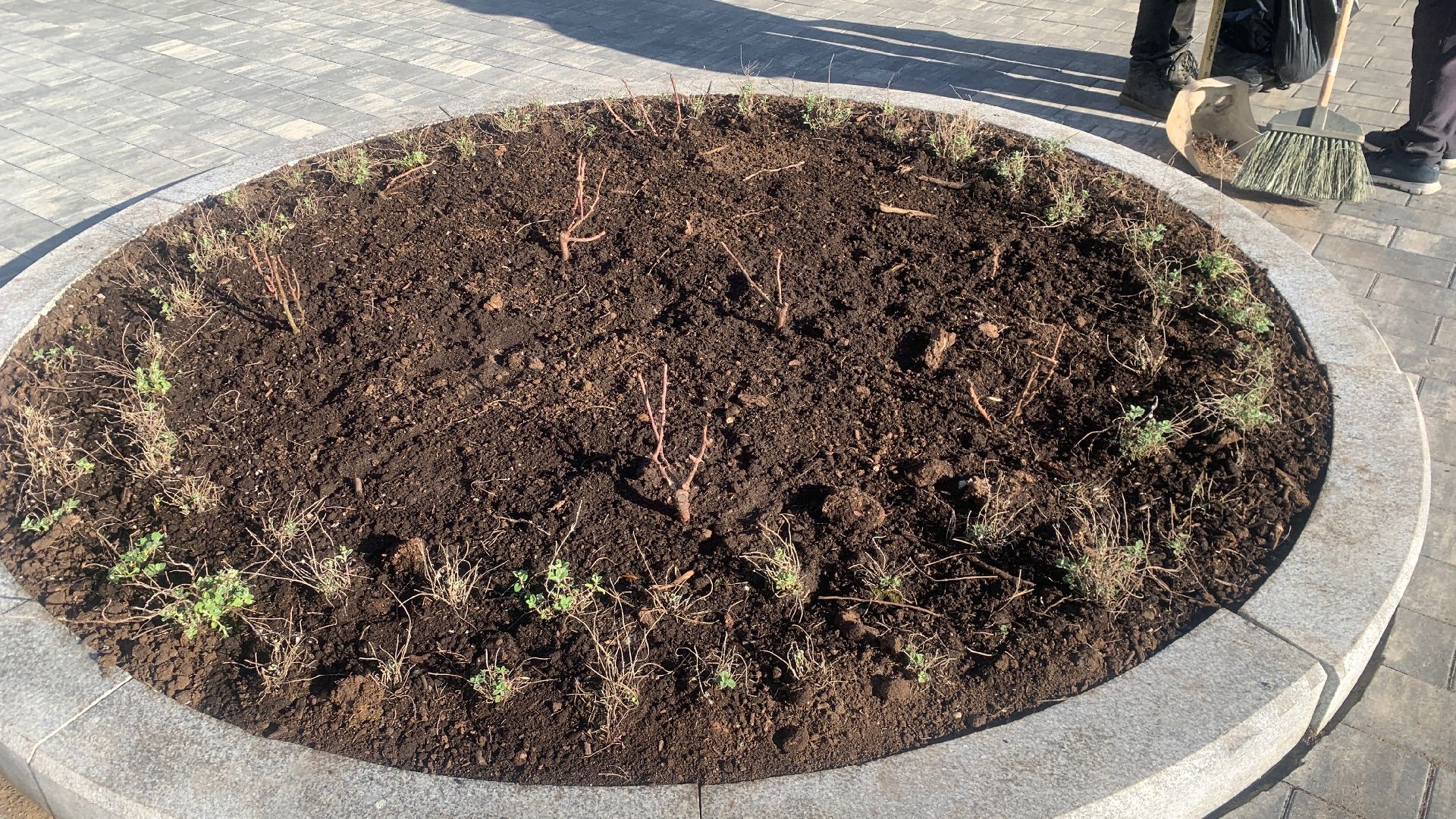 Ступино, цветы, площадь металлургов, благоустройство