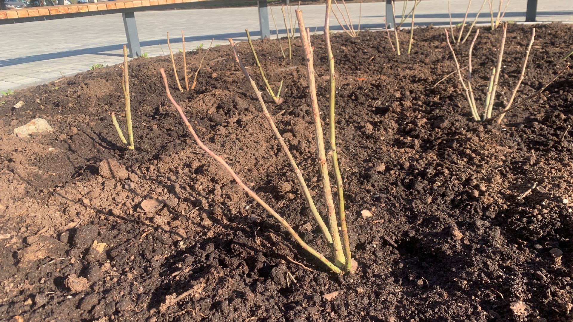 Ступино, цветы, площадь металлургов, благоустройство