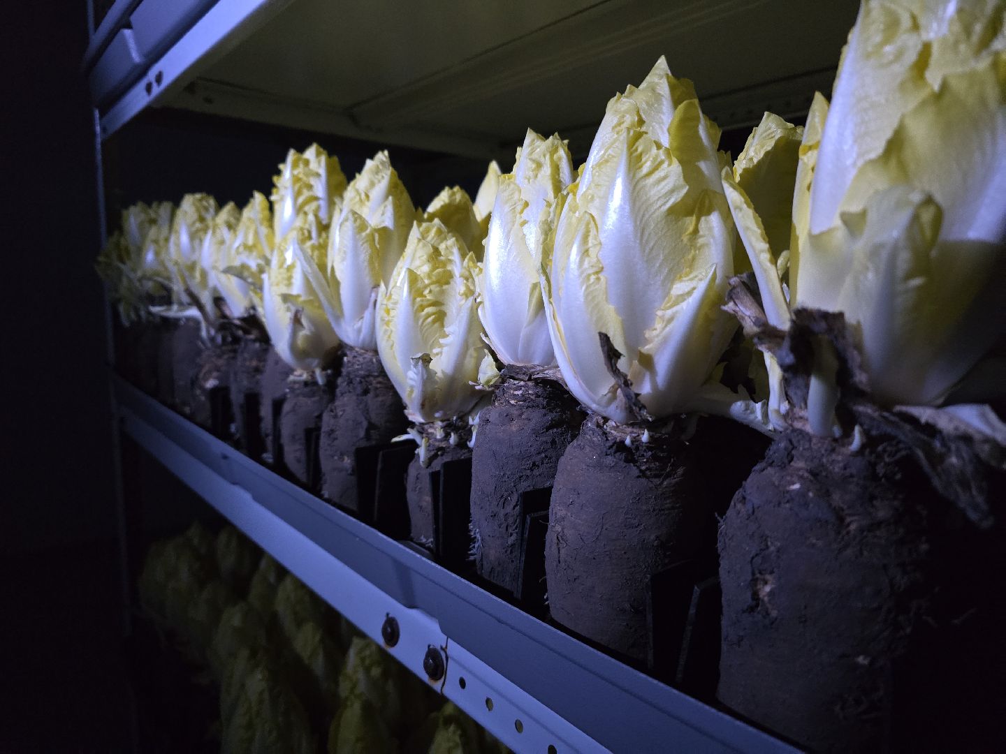 Коломна, Озеры, сельское хозяйство,