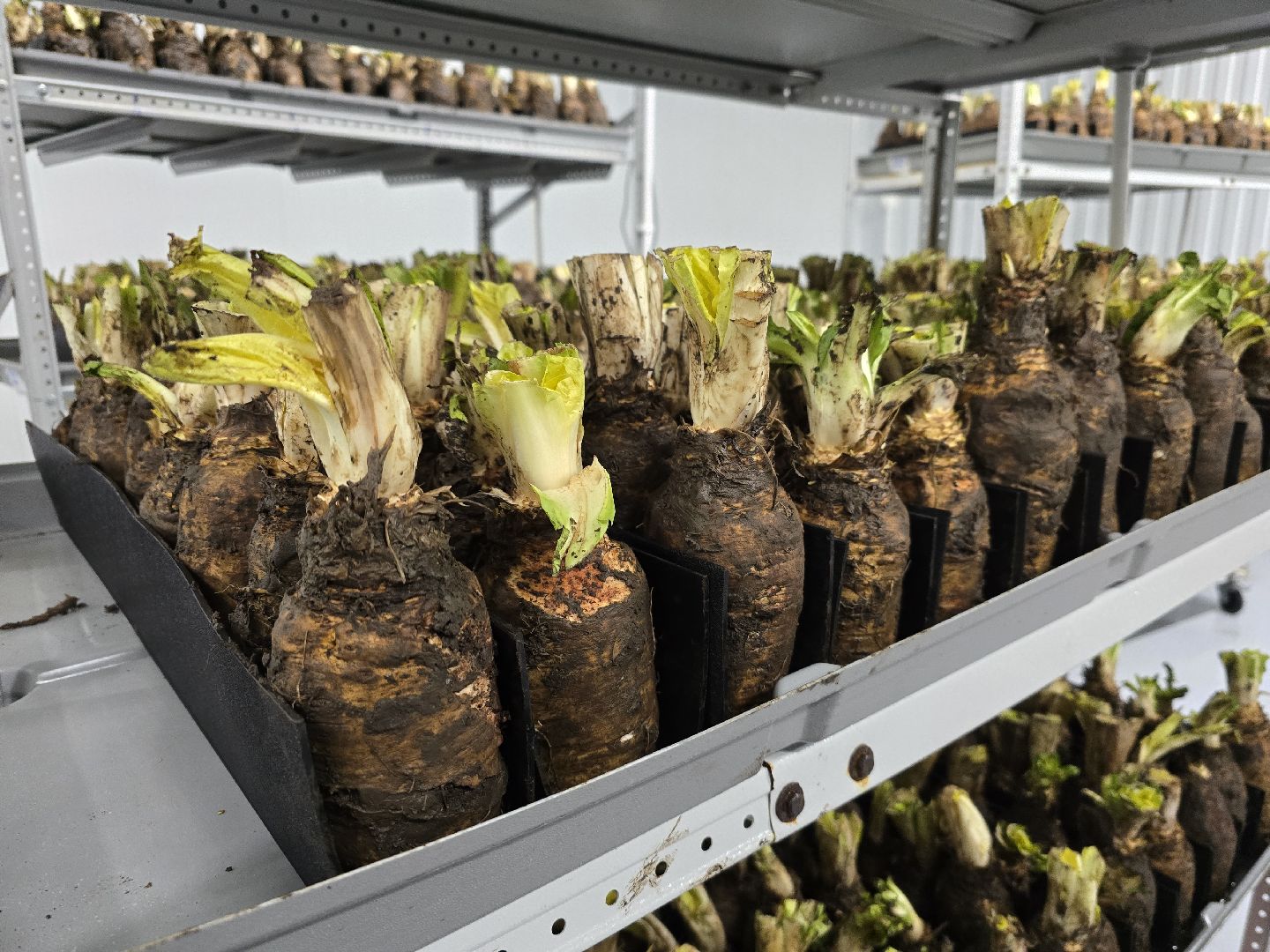 Коломна, Озеры, сельское хозяйство,