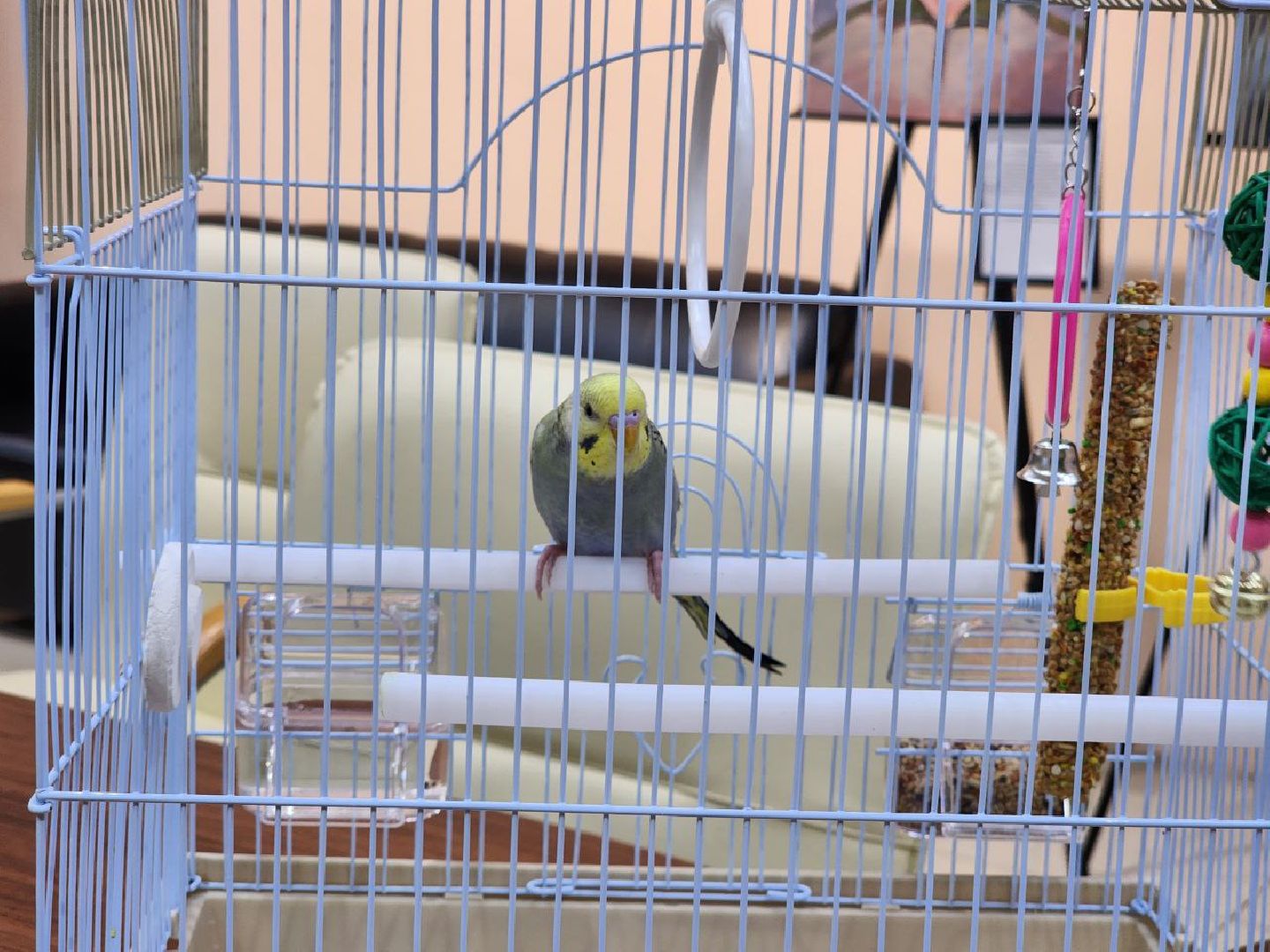 солнечногорск, центр поддержки сво, подарок, попугай, бойцы,