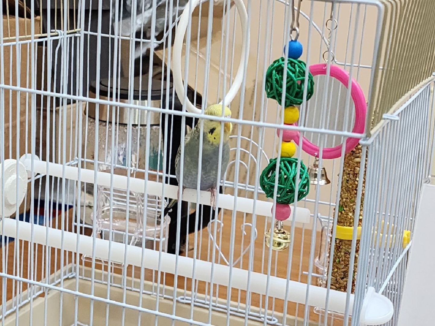 солнечногорск, центр поддержки сво, подарок, попугай, бойцы,