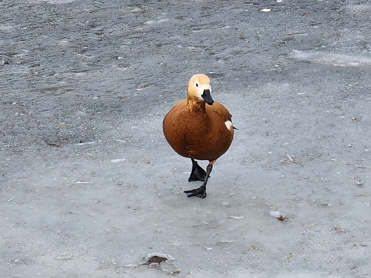 вертикалки, королёв,