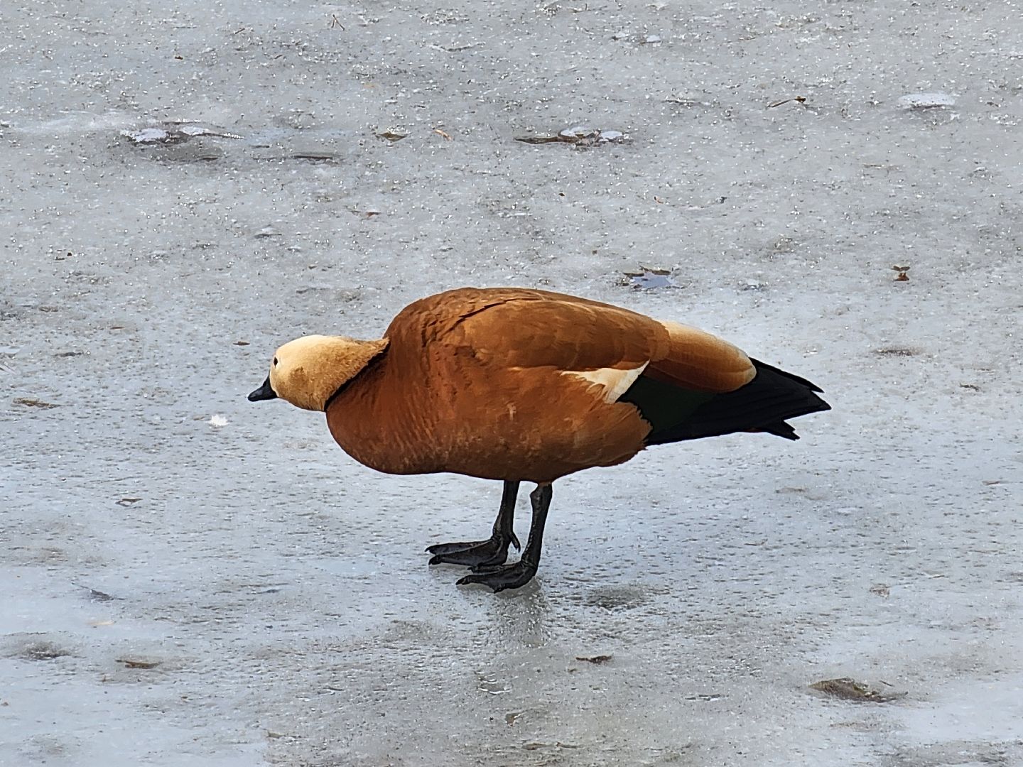 вертикалки, королёв,