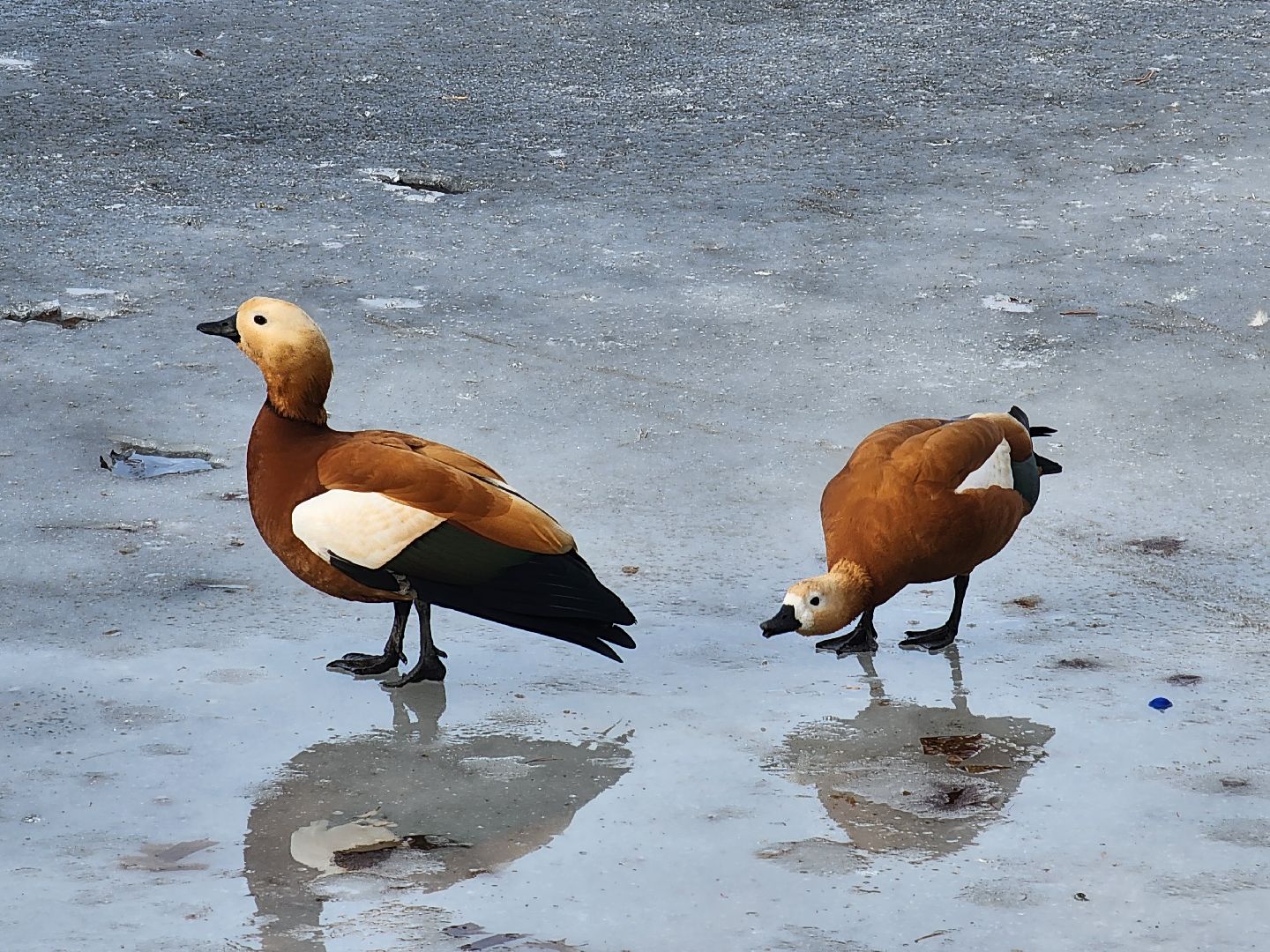 вертикалки, королёв,