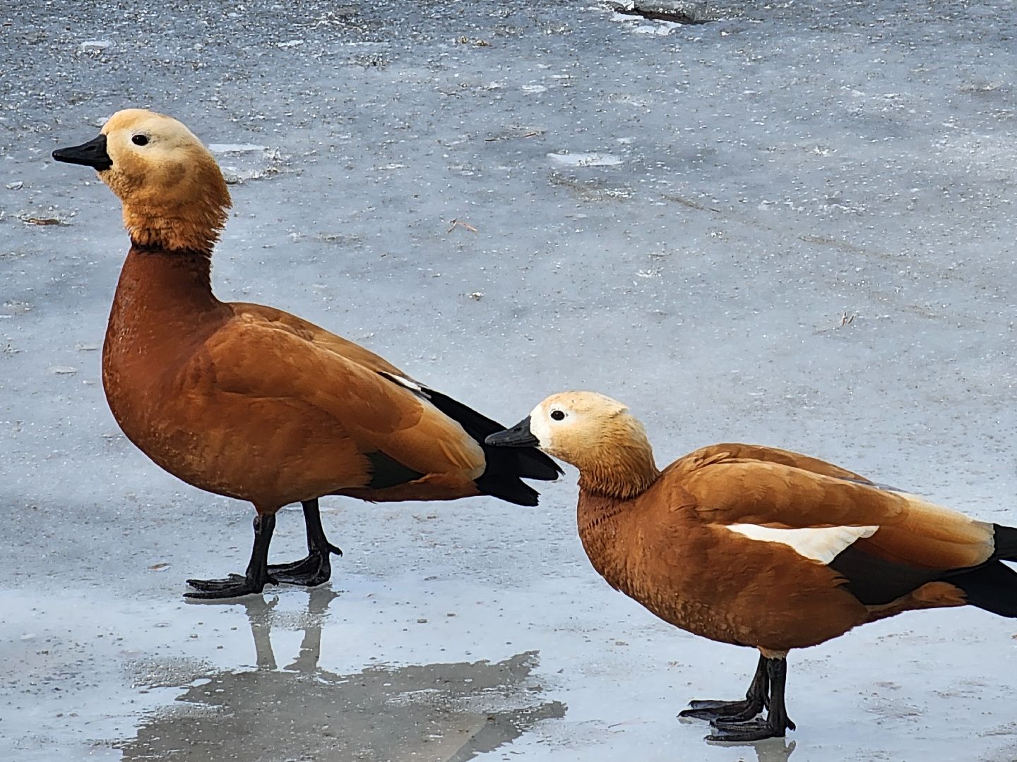 вертикалки, королёв,