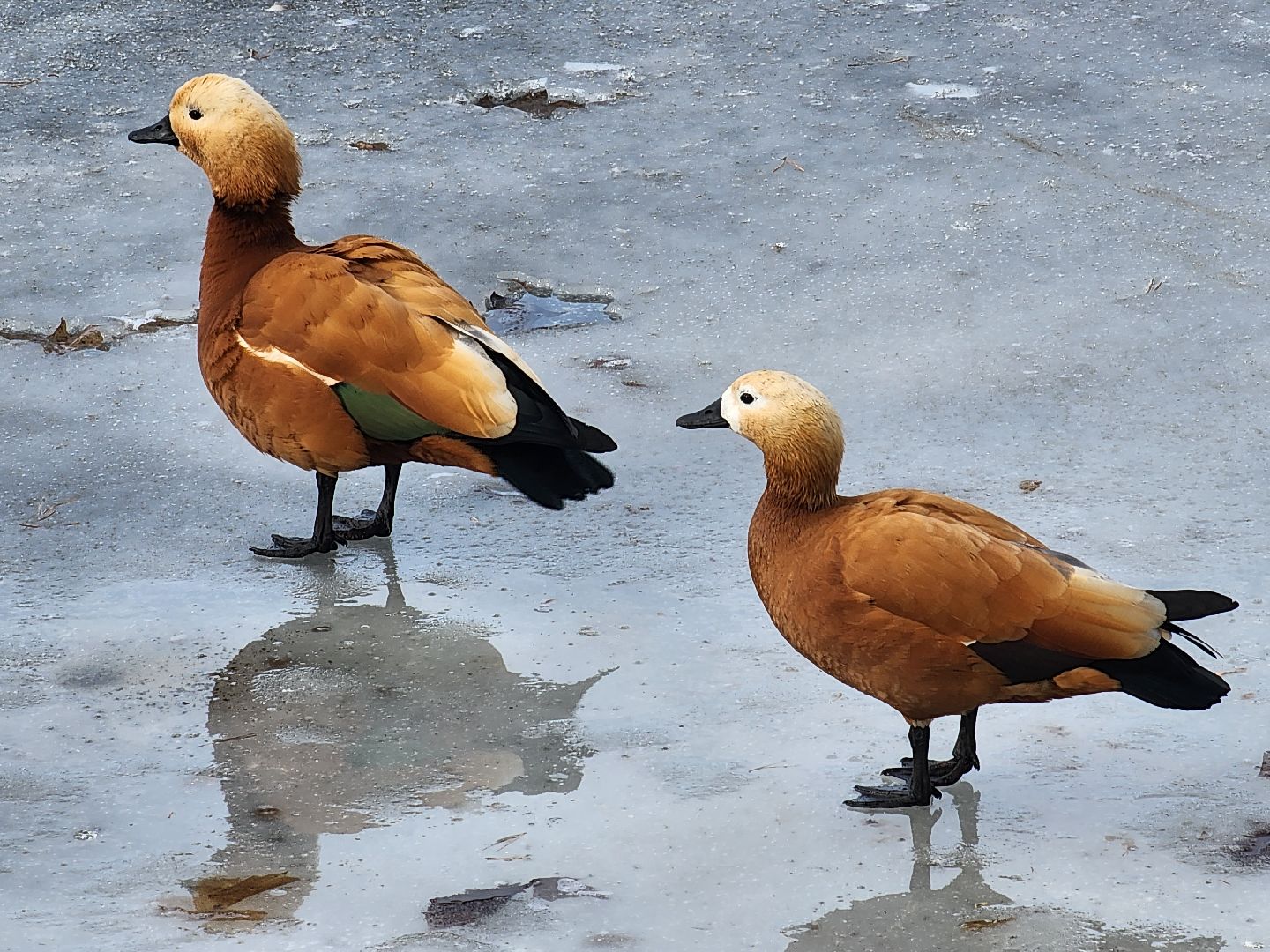 вертикалки, королёв,