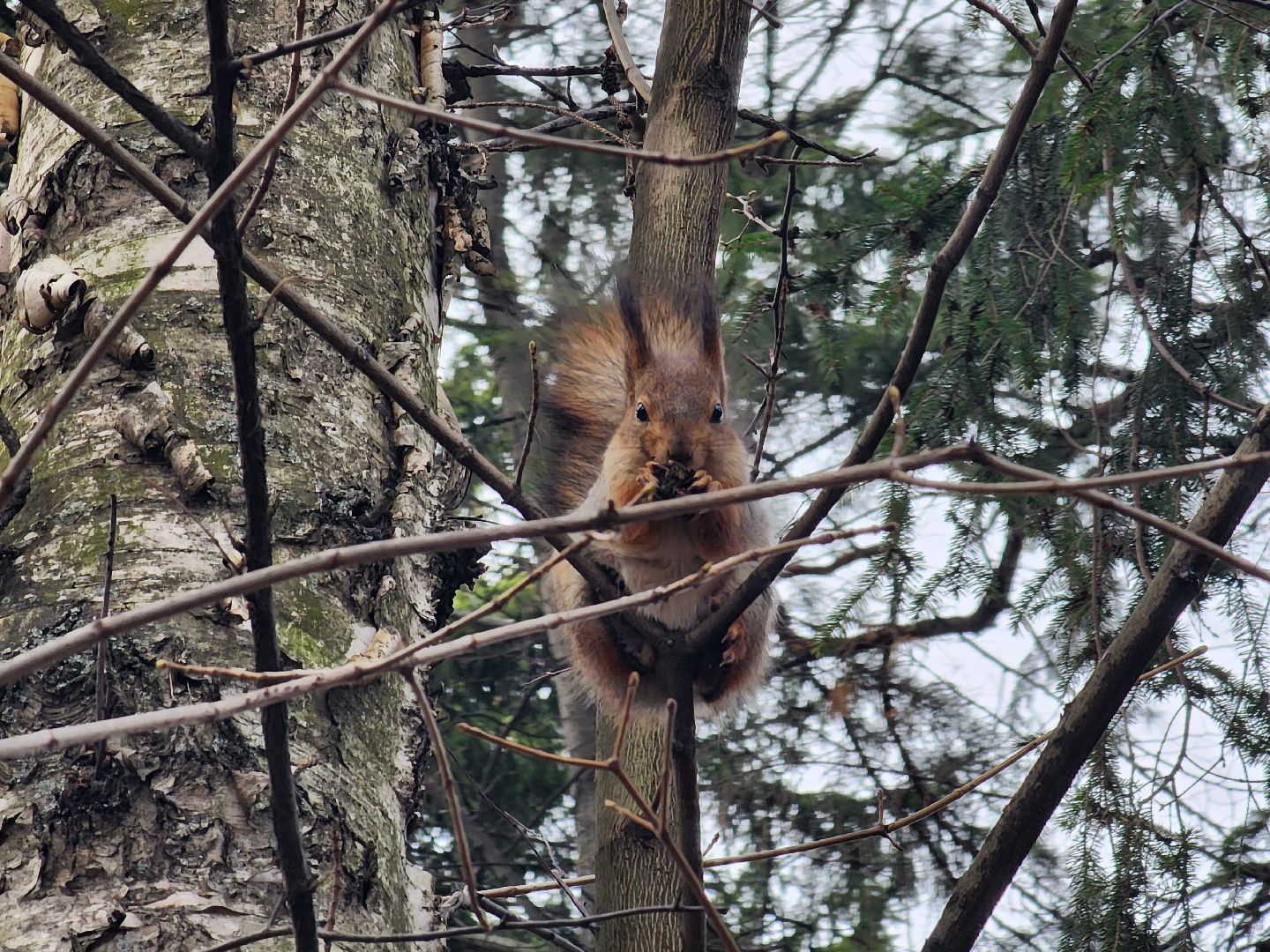 вертикалки, королёв,