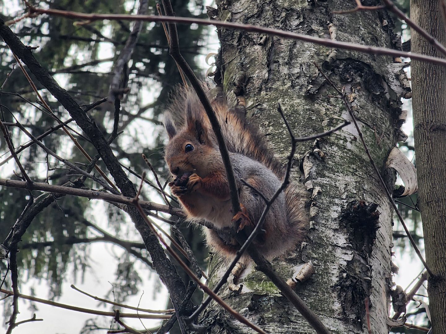вертикалки, королёв,