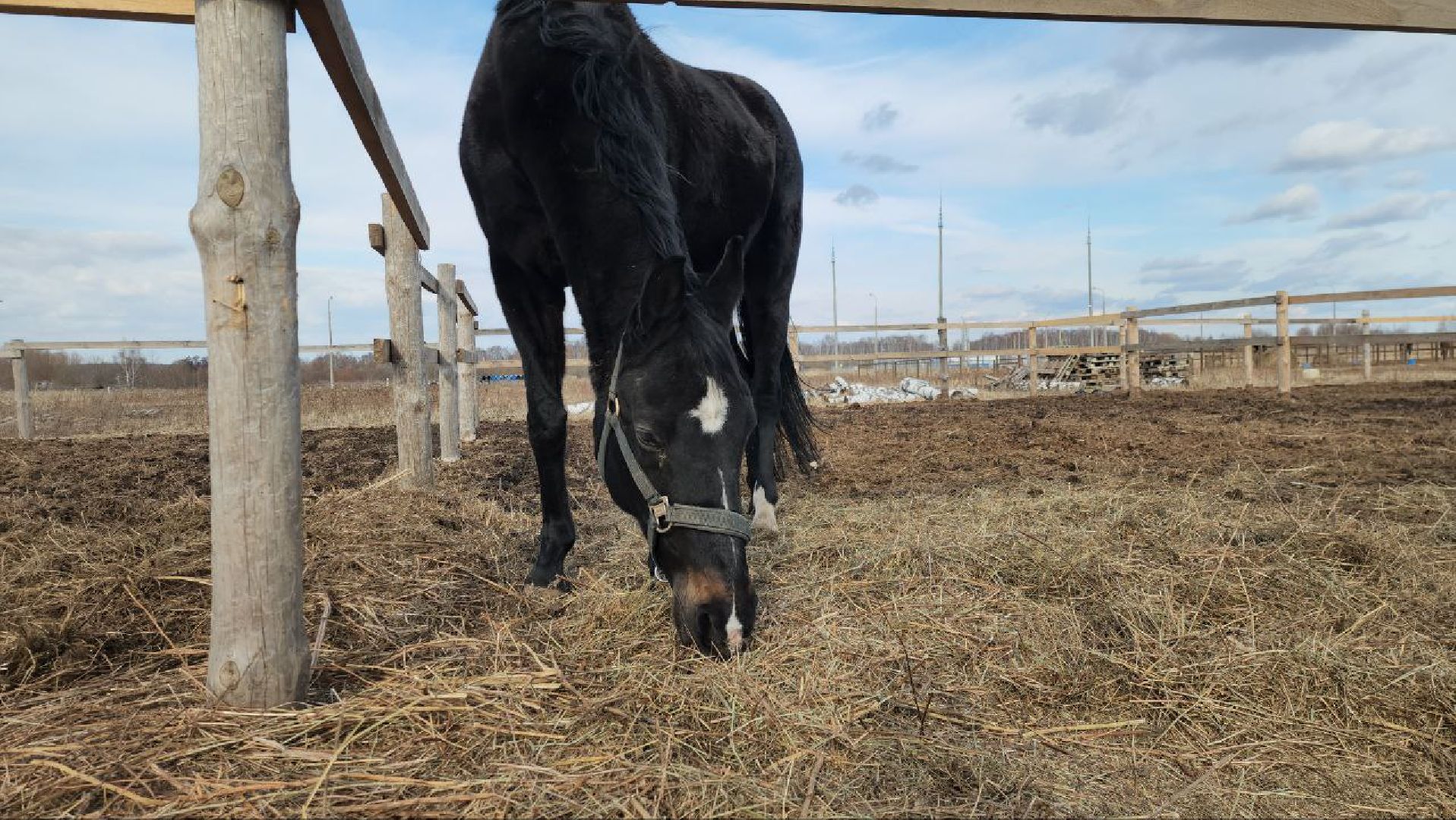 луховицы, конные прогулки, конный спорт,
