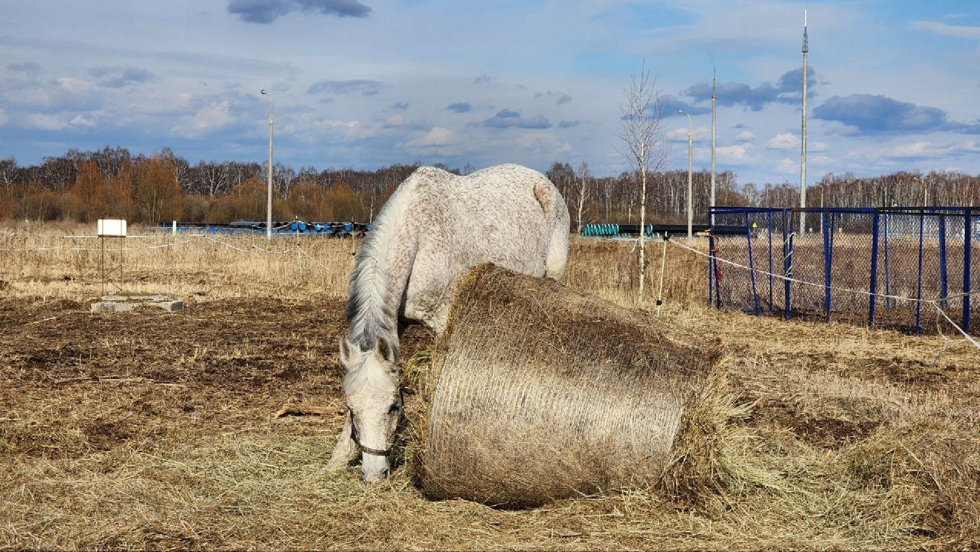 луховицы, конные прогулки, конный спорт,