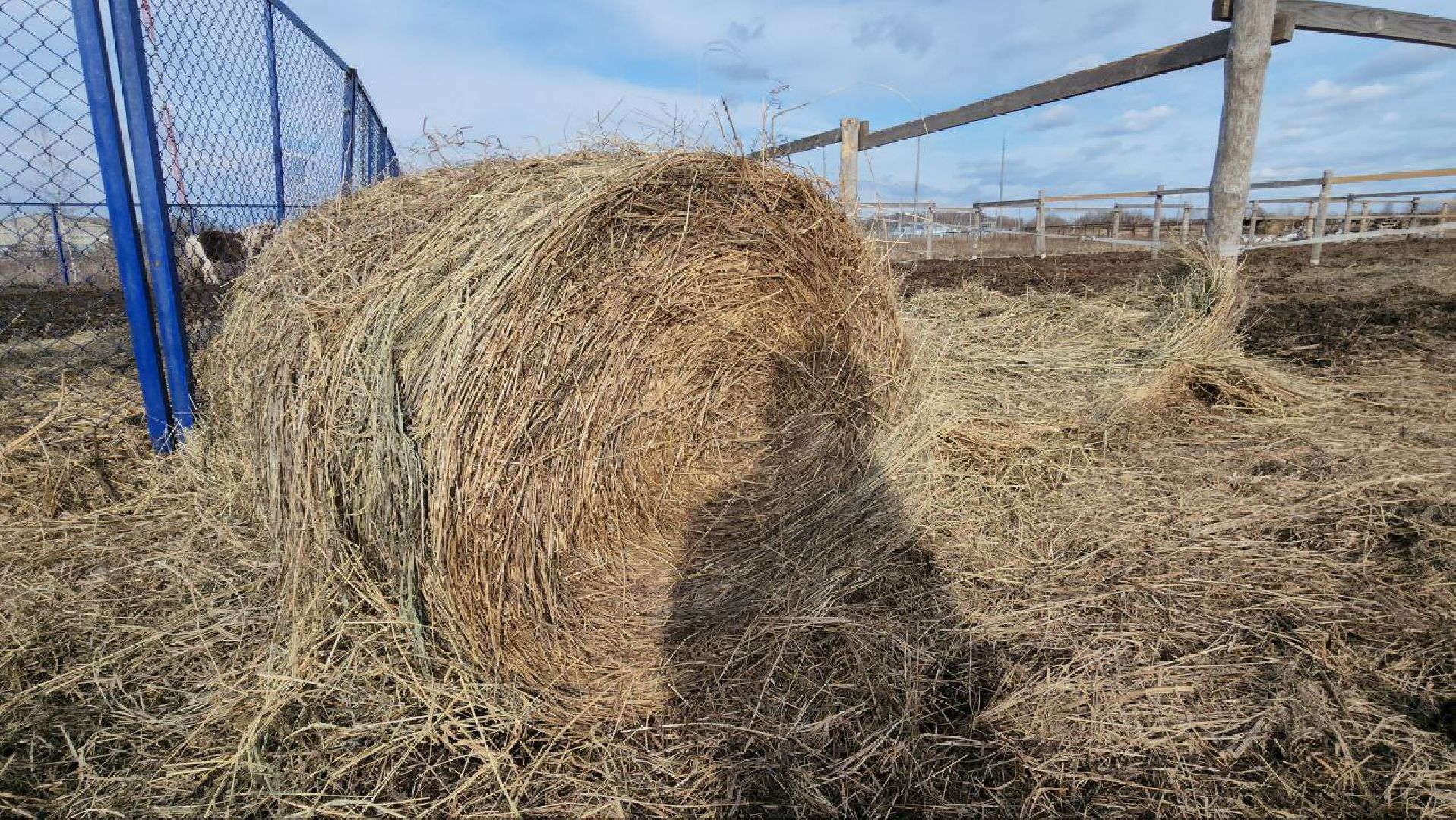 луховицы, конные прогулки, конный спорт,