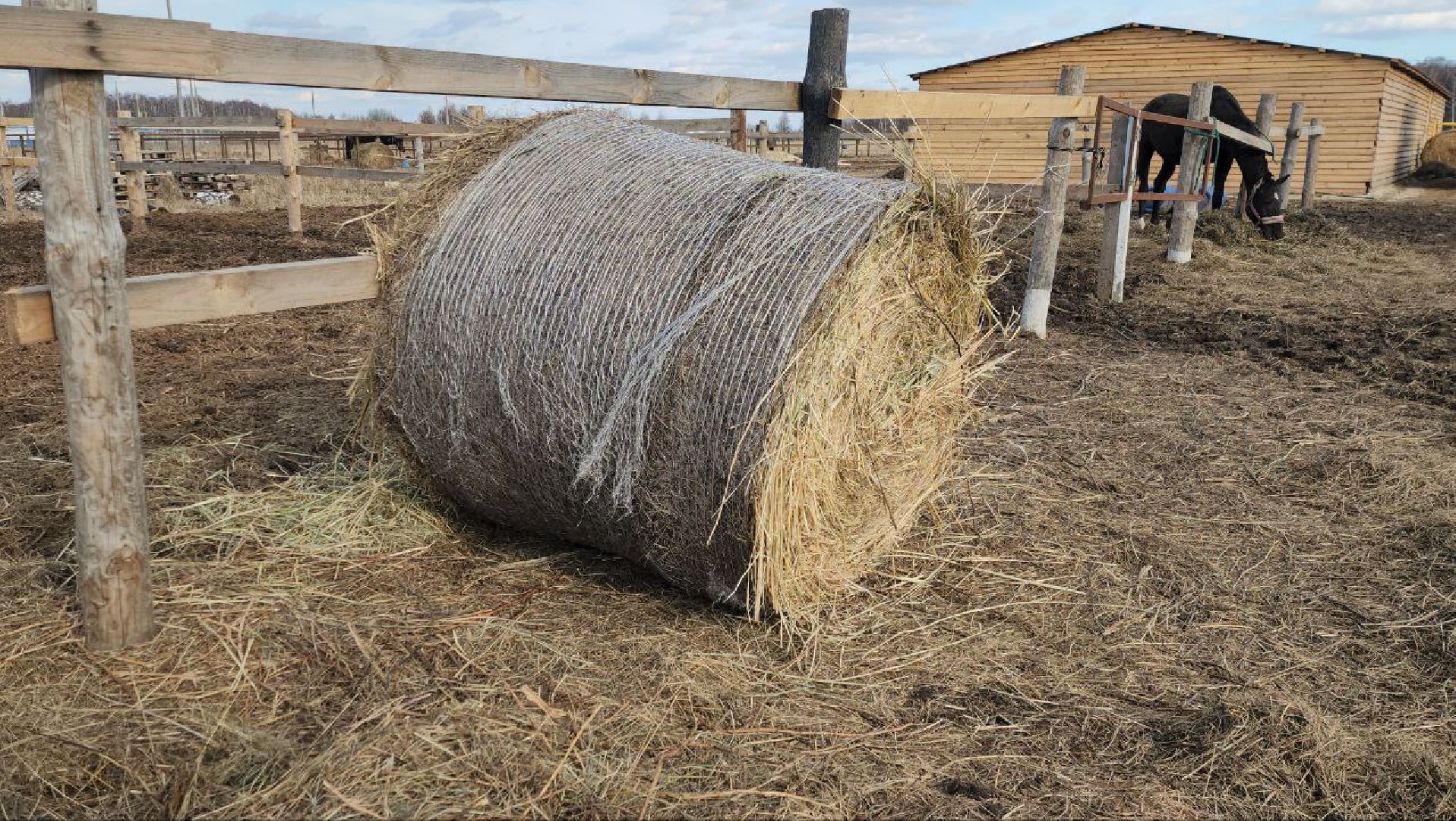 луховицы, конные прогулки, конный спорт,